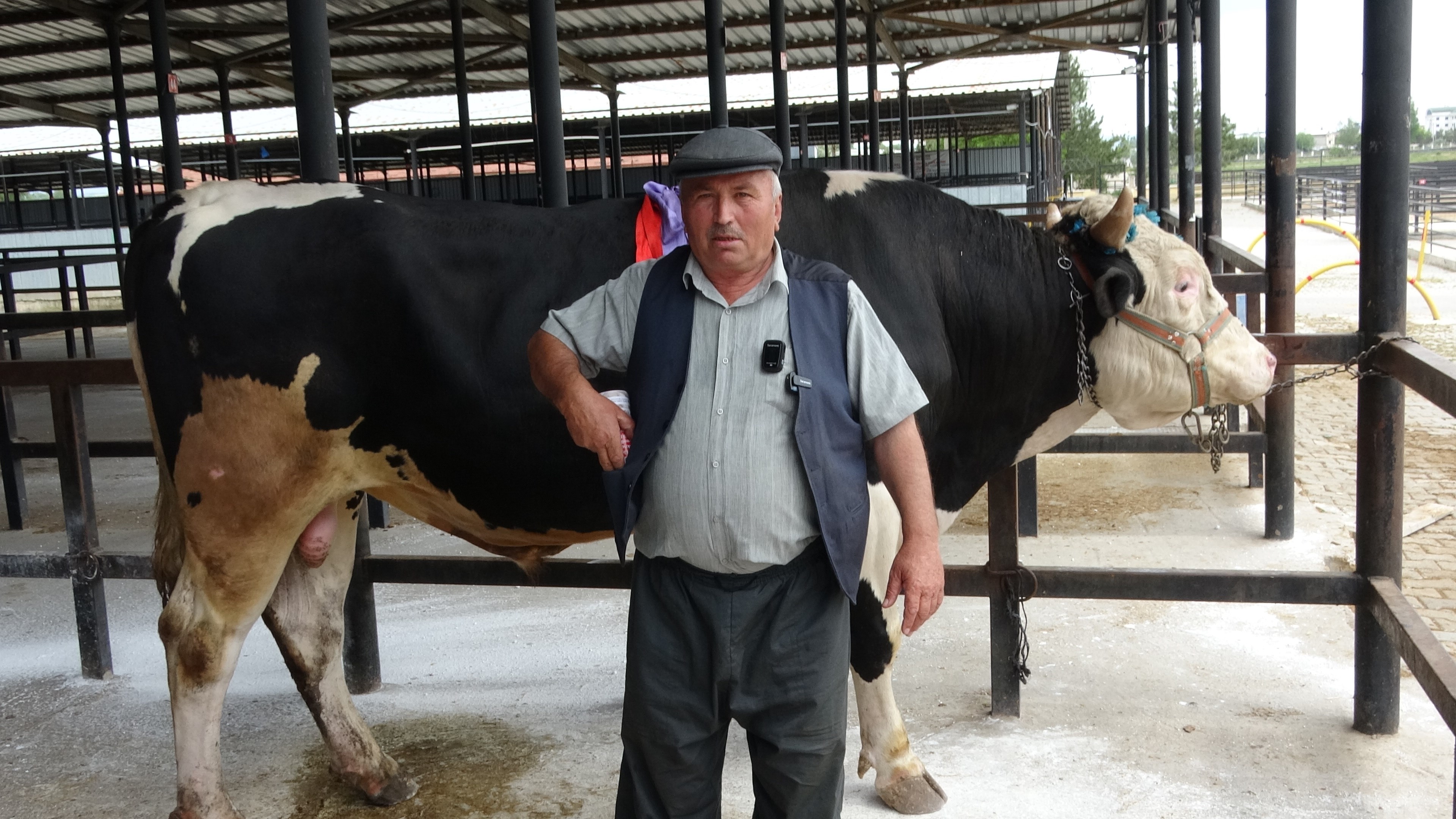 1 Ton 200 Kiloluk Kurbanlık Araba Parasına Satıldı (2)