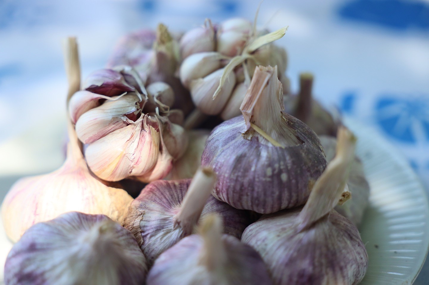 12 Dişli Sarımsak Ilgi Odağı Oldu (4)