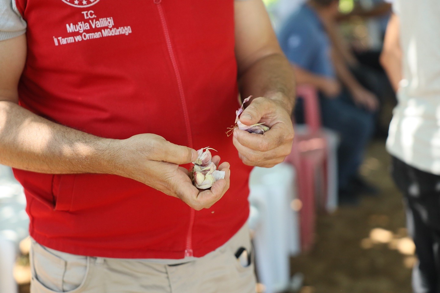 12 Dişli Sarımsak Ilgi Odağı Oldu (5)