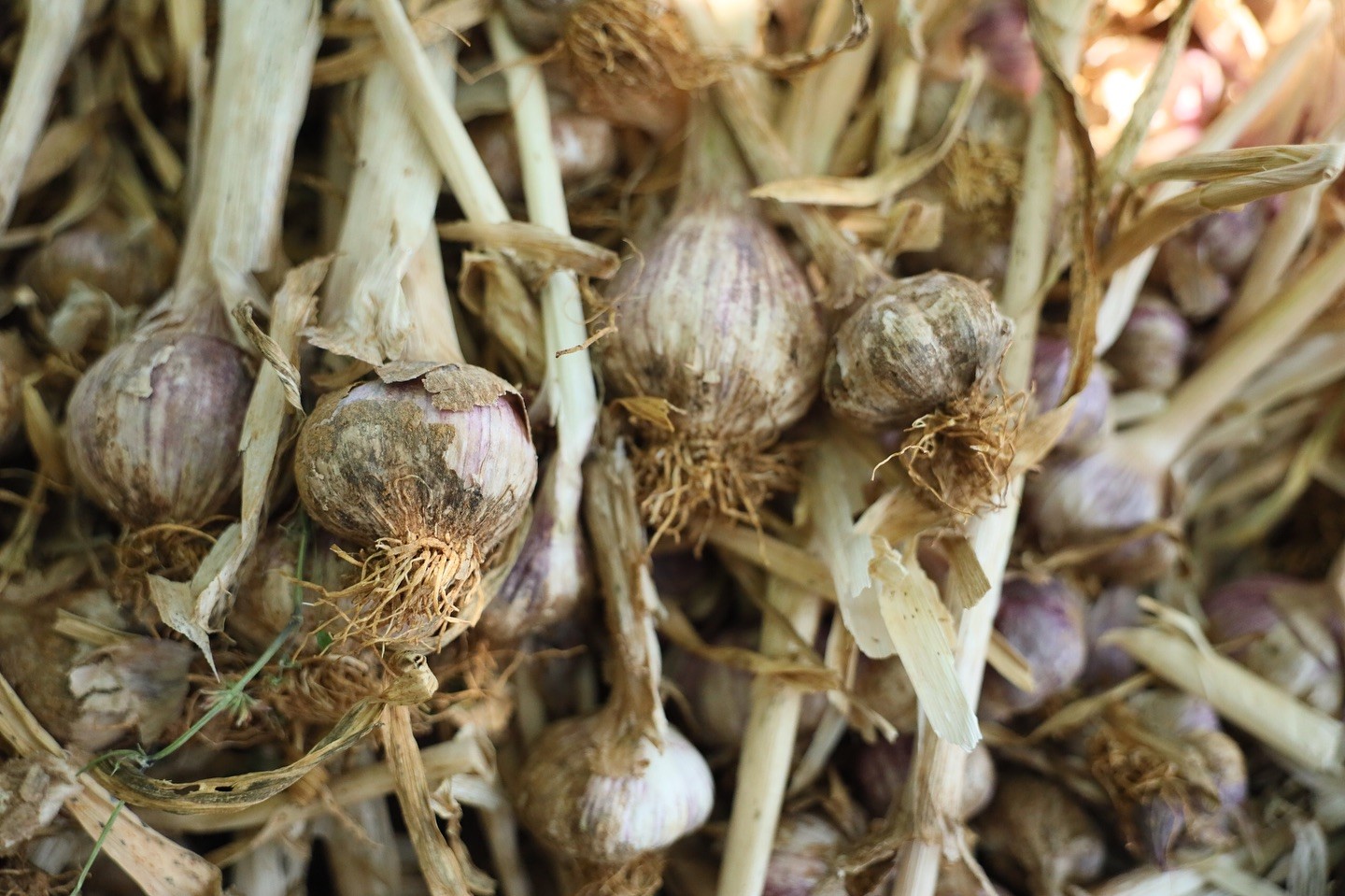 12 Dişli Sarımsak Ilgi Odağı Oldu (6)