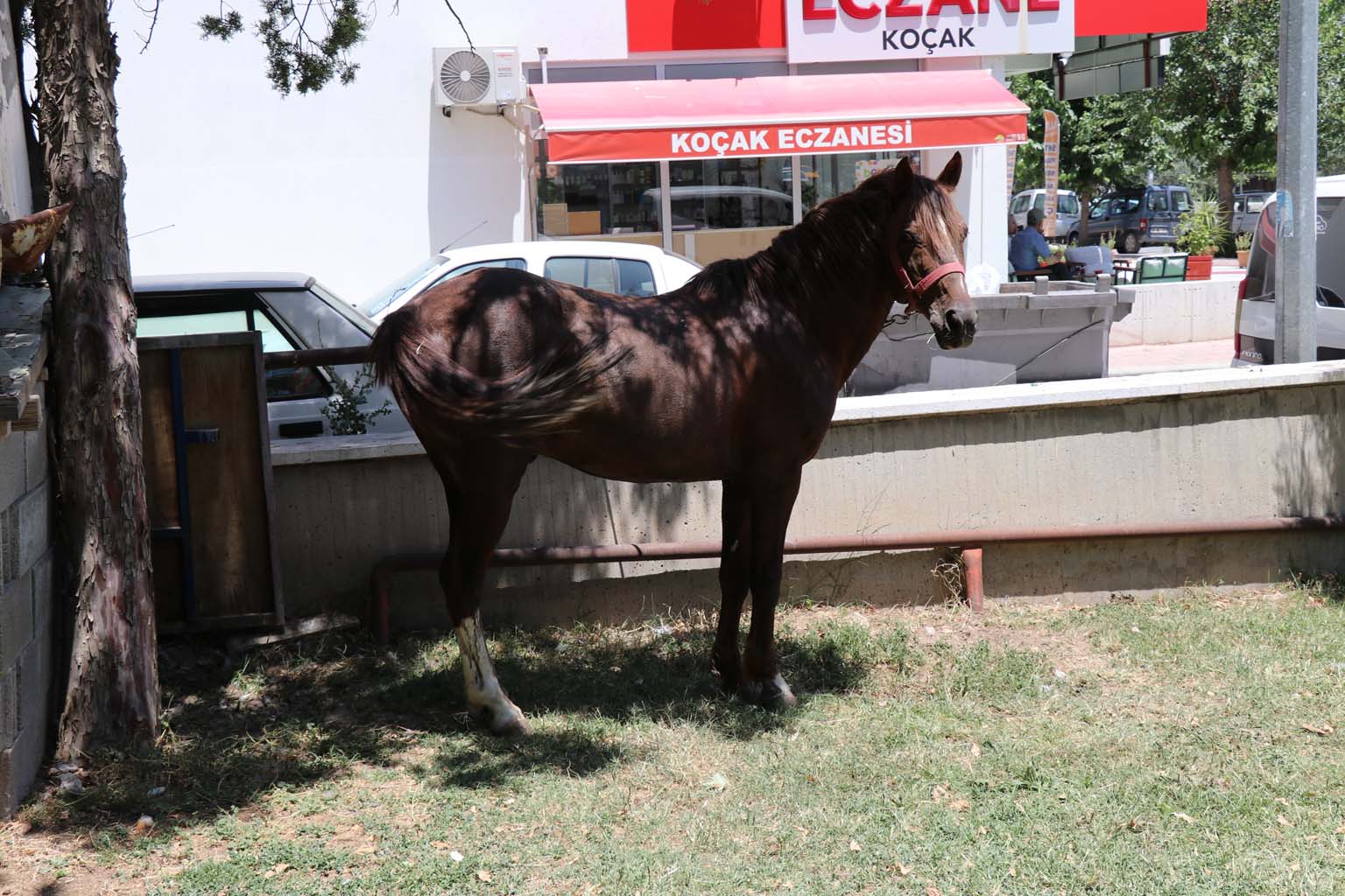 At Firar Etti, Camda Kendisini Görünce Vitrinlere Saldırdı (3)