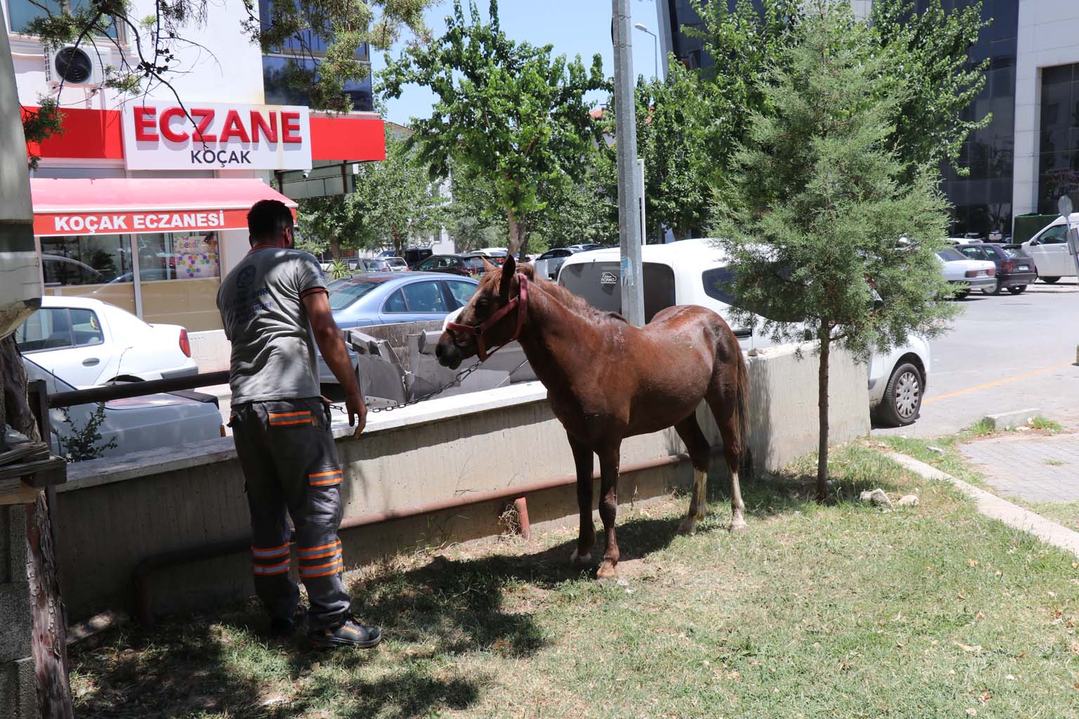 At Firar Etti, Camda Kendisini Görünce Vitrinlere Saldırdı (4)