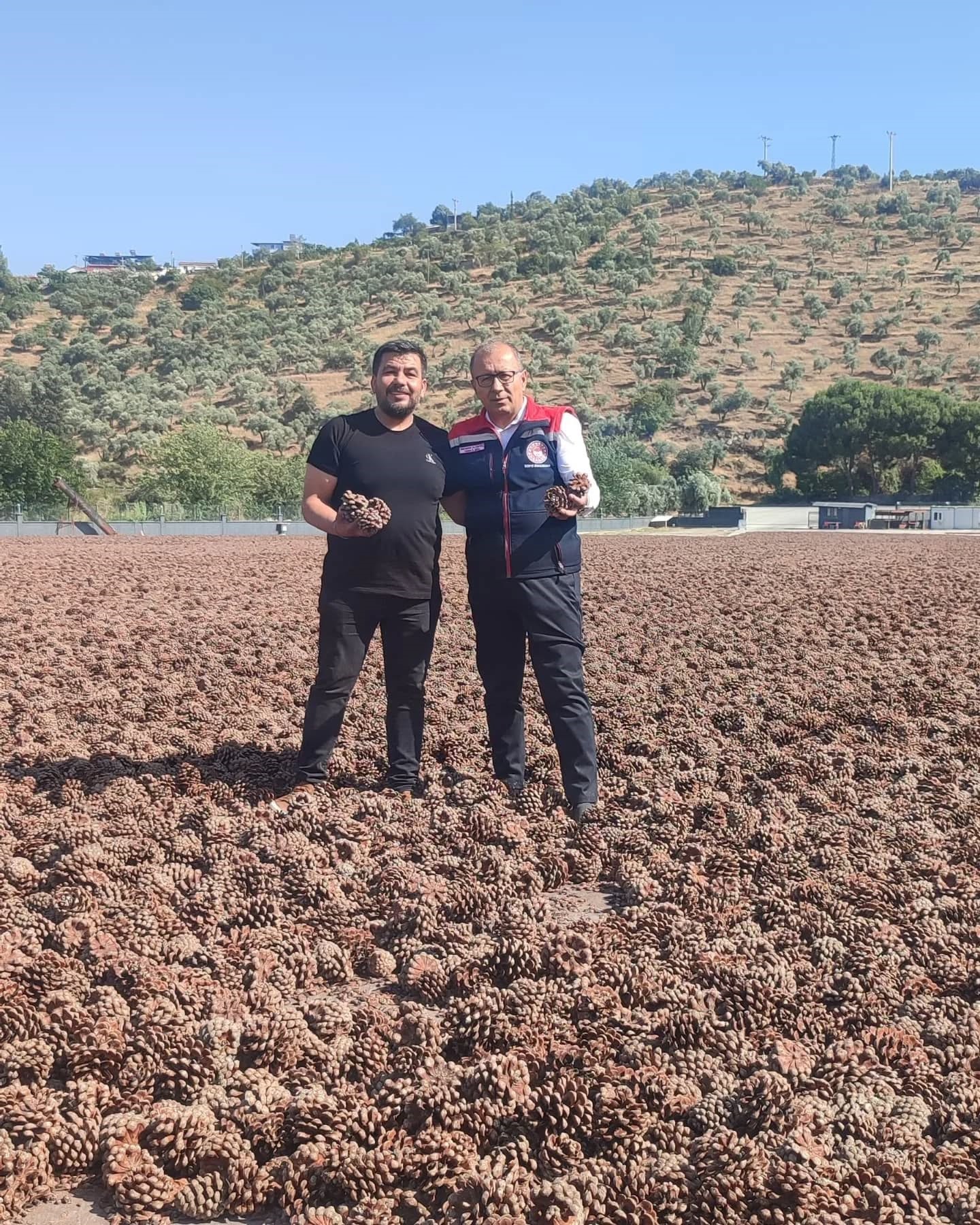 Aydın Çam Fıstığı Dünya Çapında Güçleniyor (4)