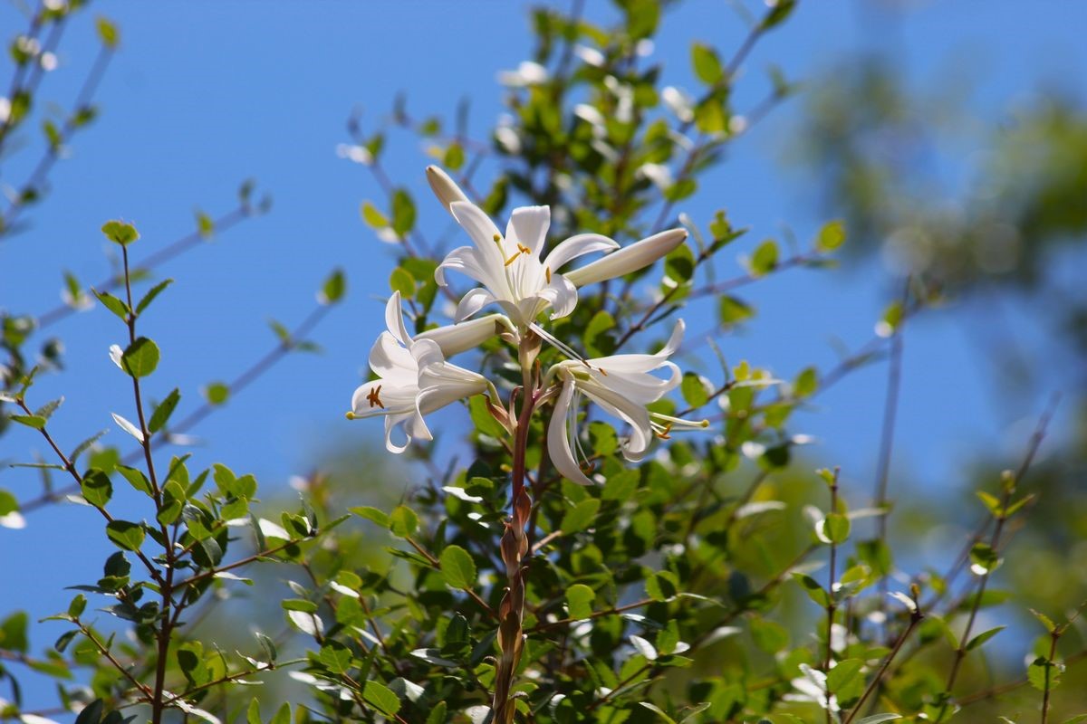 Aydın Dağlarında Akzambaklar Çiçek Açtı (2)