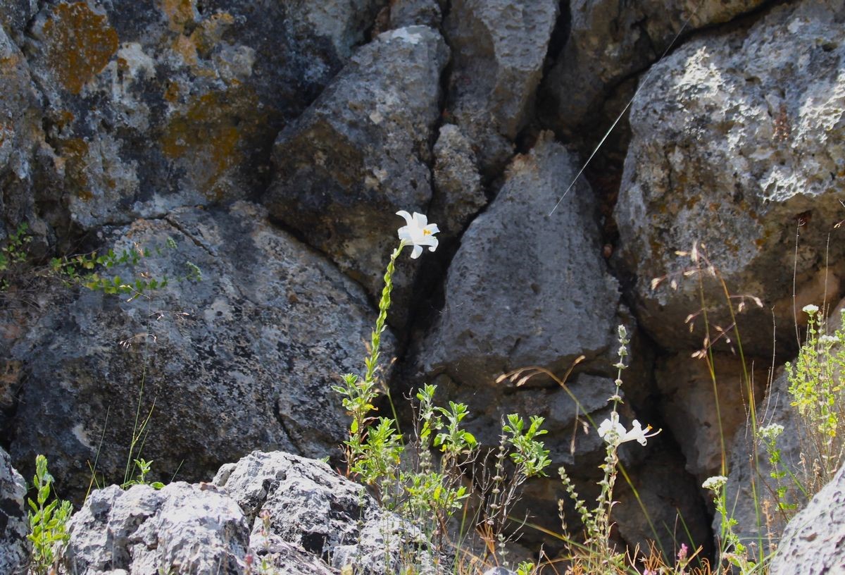 Aydın Dağlarında Akzambaklar Çiçek Açtı (3)