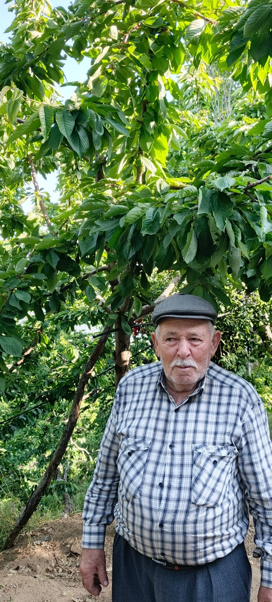 Aydın Ve İzmir Yaylalarından Kötü Haber.. Bu Yıl Hasret Kalacağız (2)