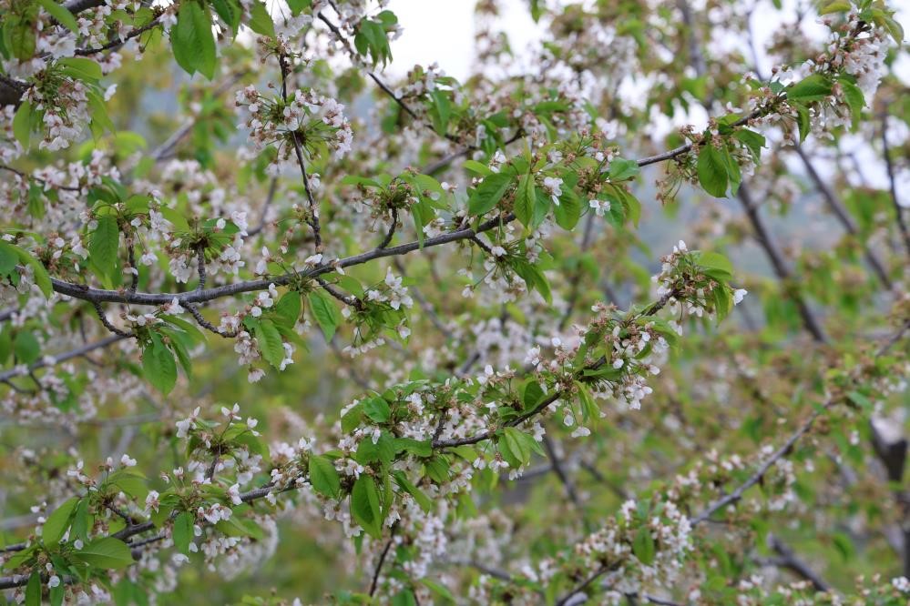 Aydın Ve İzmir Yaylalarından Kötü Haber.. Bu Yıl Hasret Kalacağız (3)