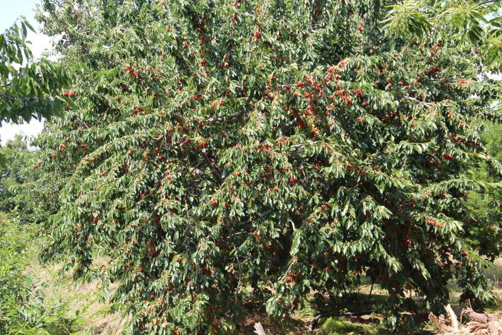 Aydın Ve İzmir Yaylalarından Kötü Haber.. Bu Yıl Hasret Kalacağız (4)