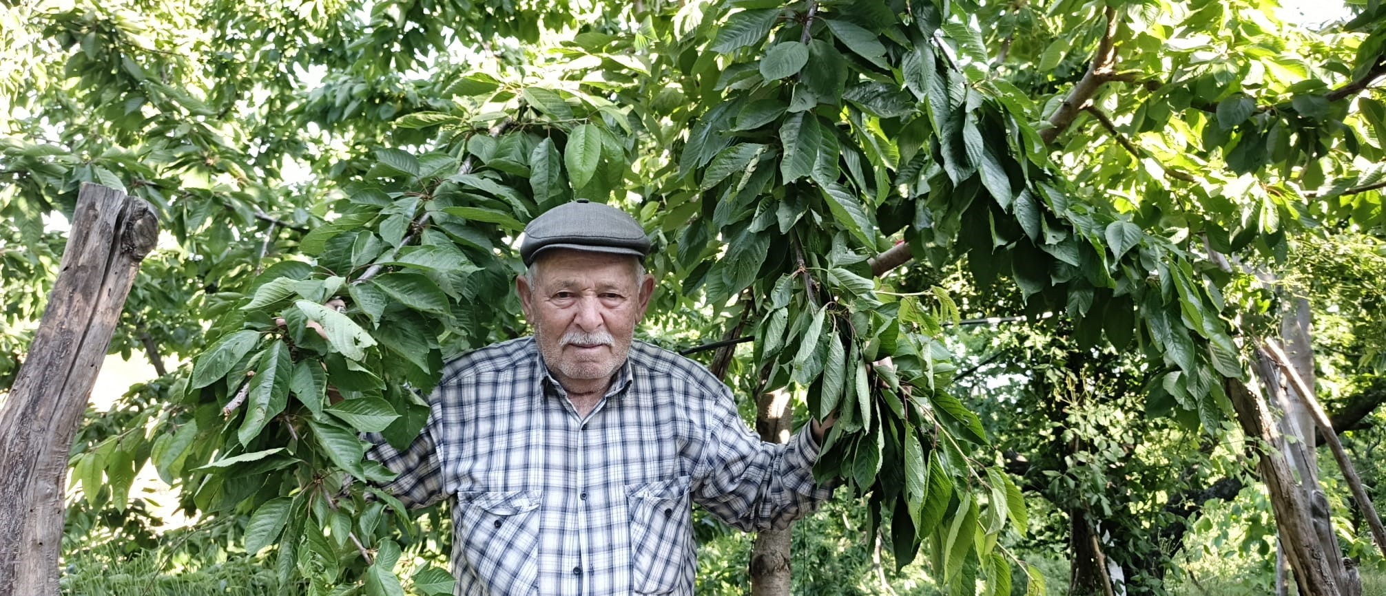 Aydın Ve İzmir Yaylalarından Kötü Haber.. Bu Yıl Hasret Kalacağız