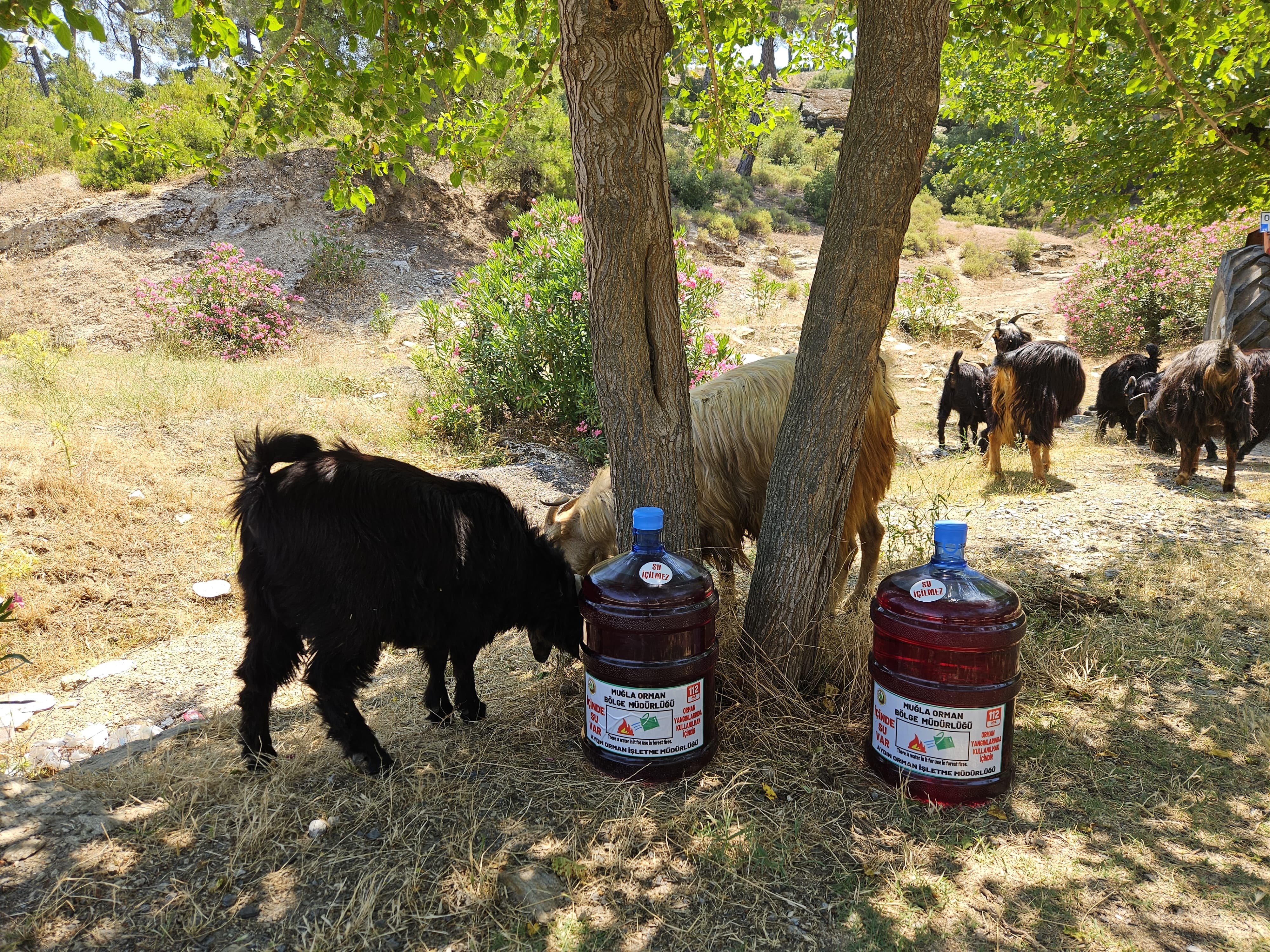 Aydın’da 1000 Adet Damacana Bırakıldı (4)