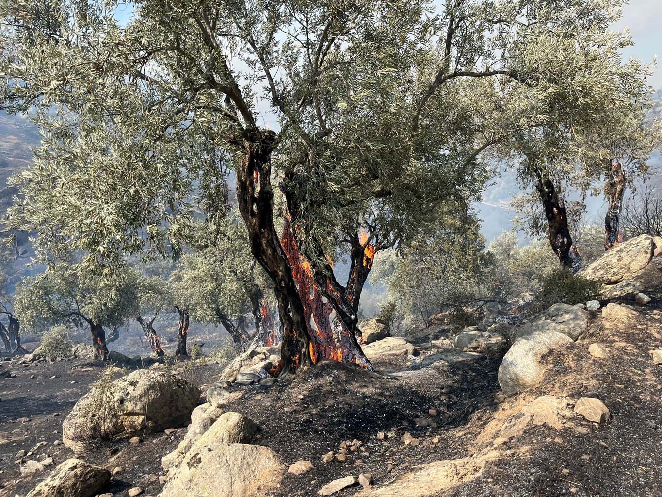 Aydın’da Alevler Evlere Sıçradı