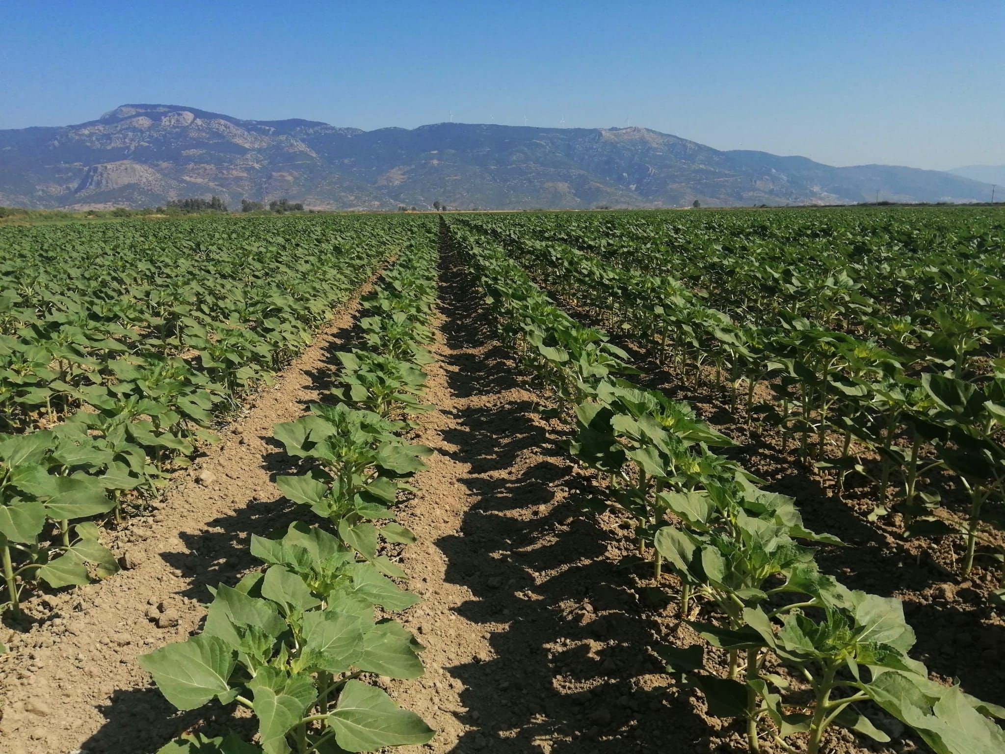 Aydın’da Ayçiçek Tarlalarında Tarama (2)