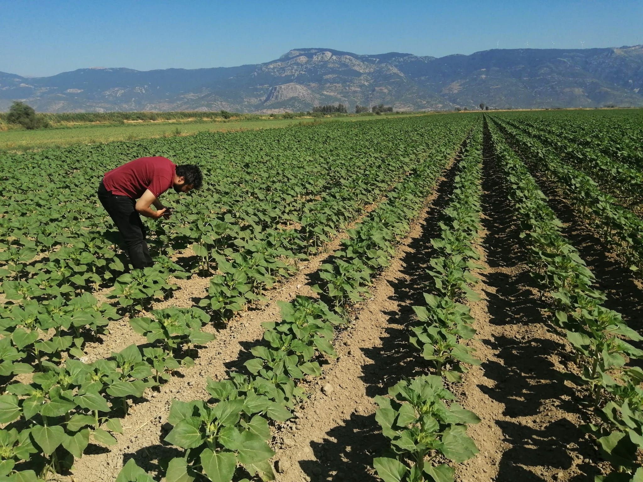 Aydın’da Ayçiçek Tarlalarında Tarama