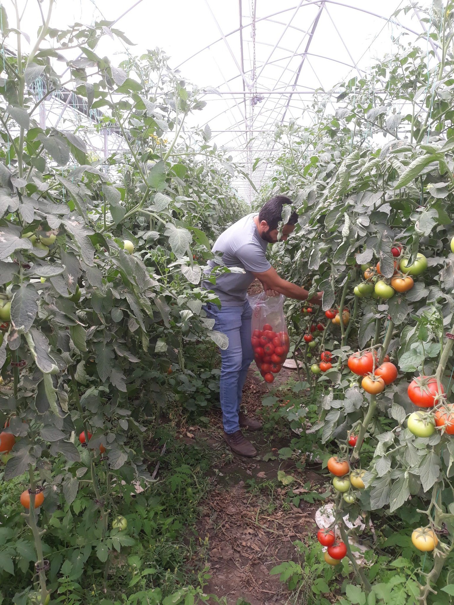 Aydın’da Domates Denetimi (2)