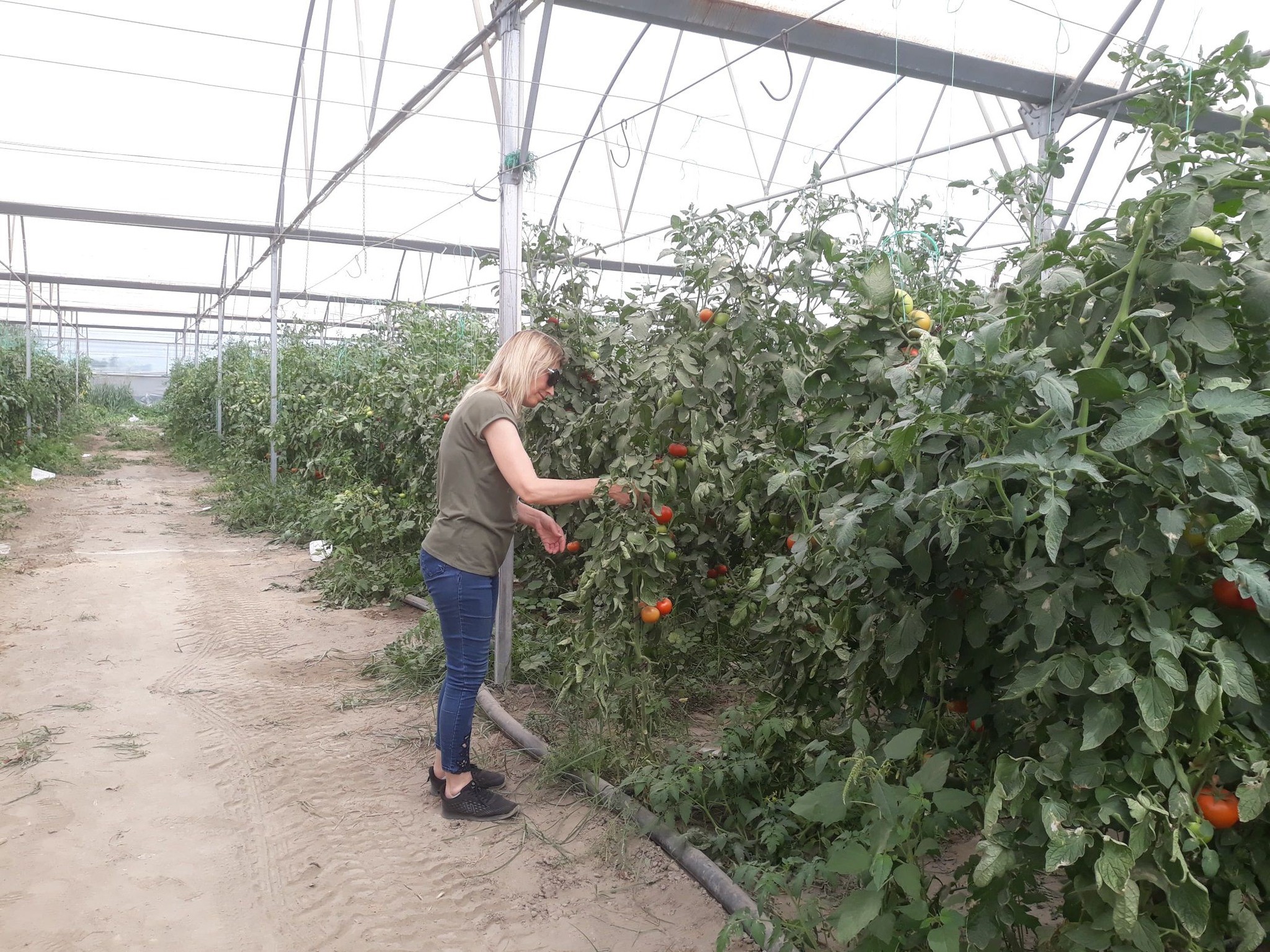 Aydın’da Domates Denetimi