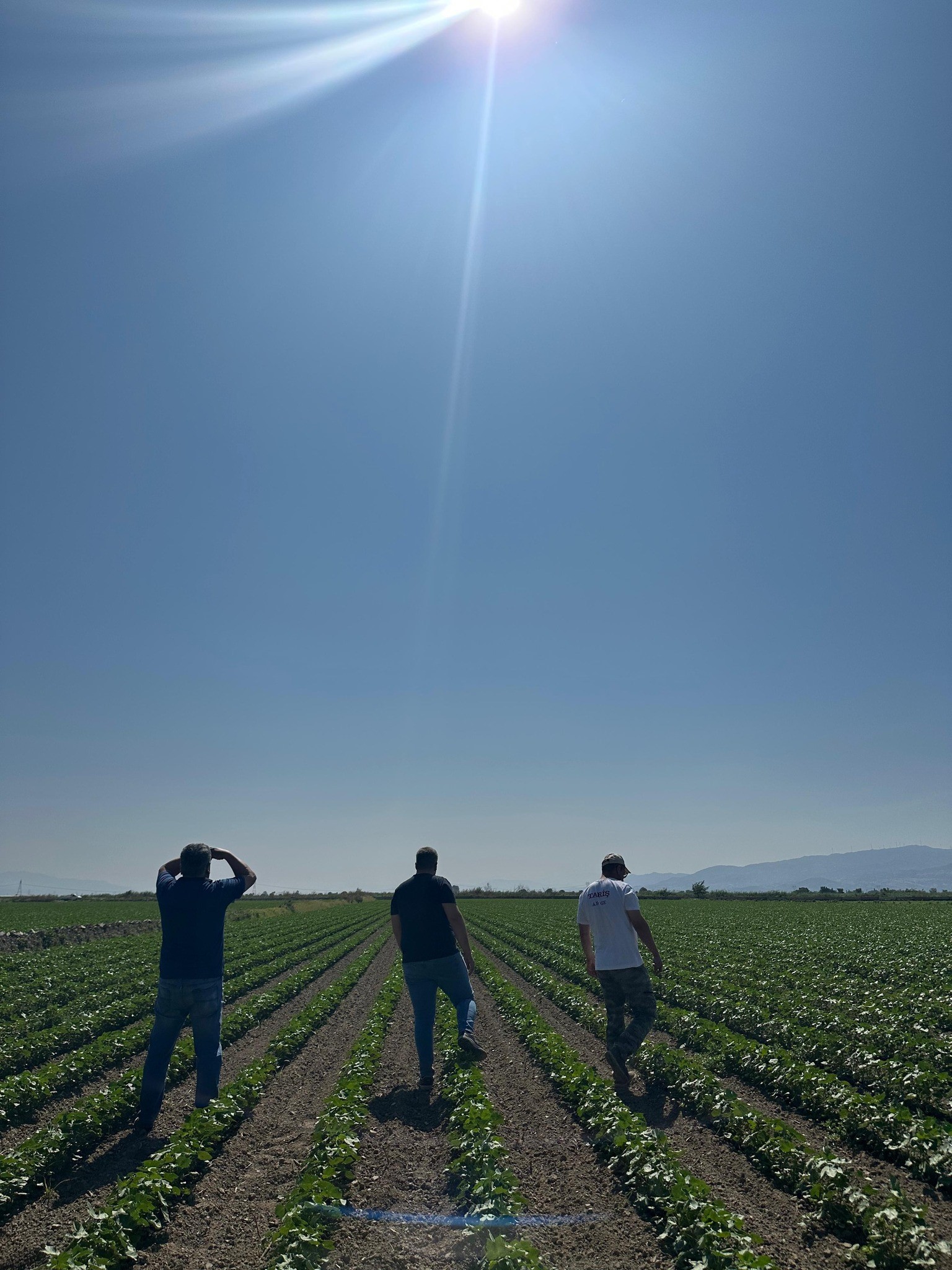 Aydın’da Ekipler Pamuk Tarlalarında (2)