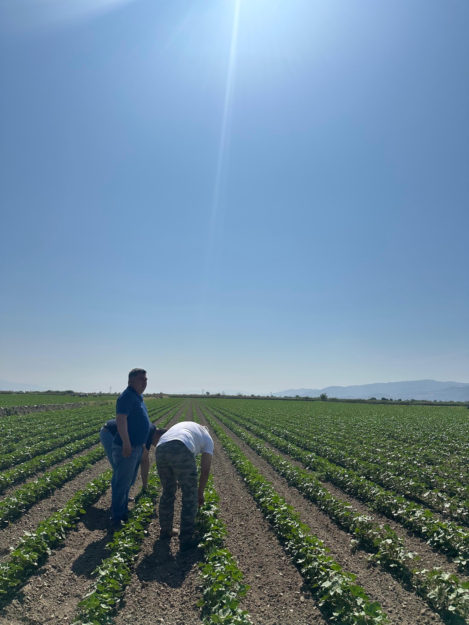 Aydın’da Ekipler Pamuk Tarlalarında (3)