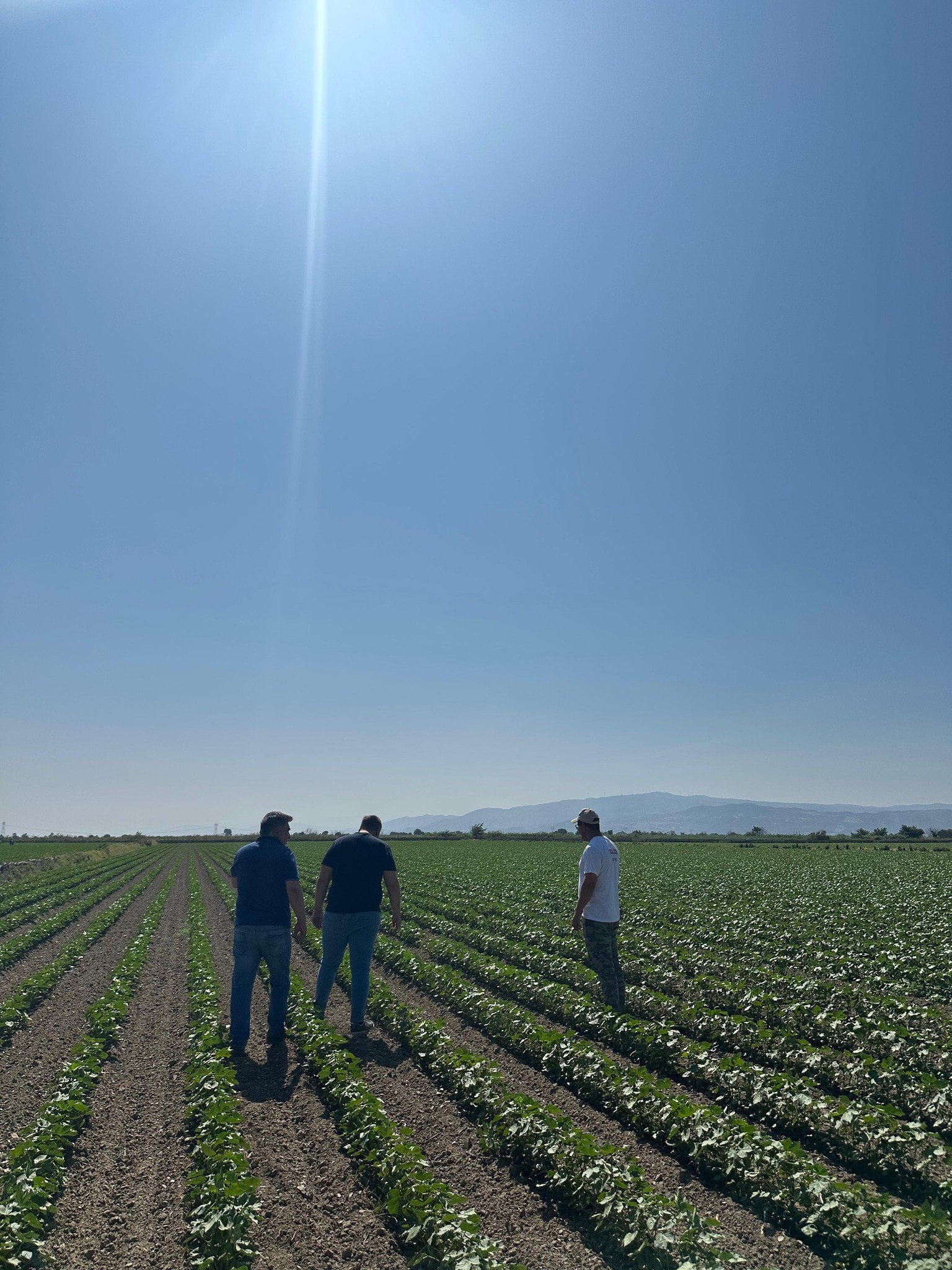 Aydın’da Ekipler Pamuk Tarlalarında (4)