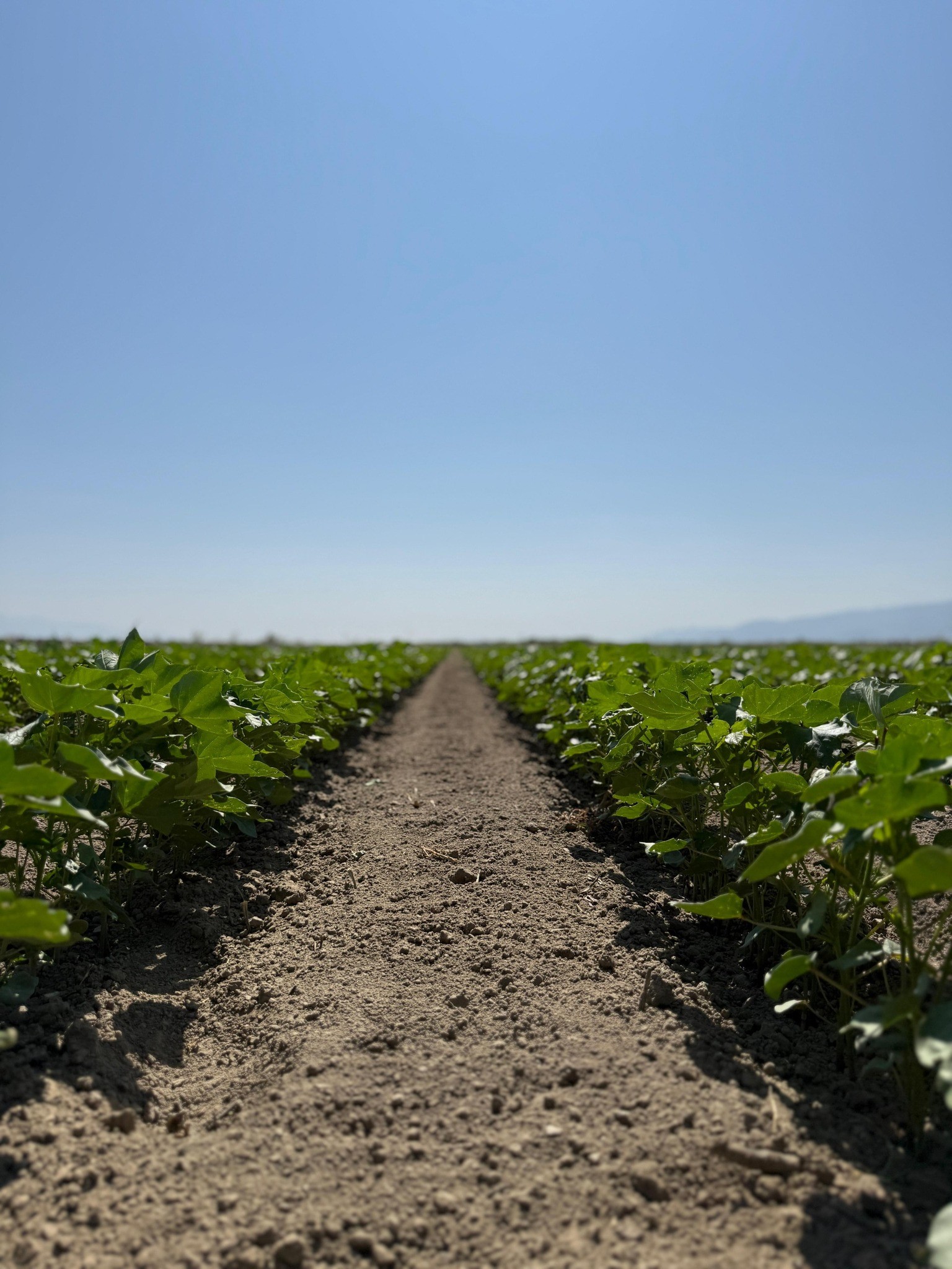 Aydın’da Ekipler Pamuk Tarlalarında (6)