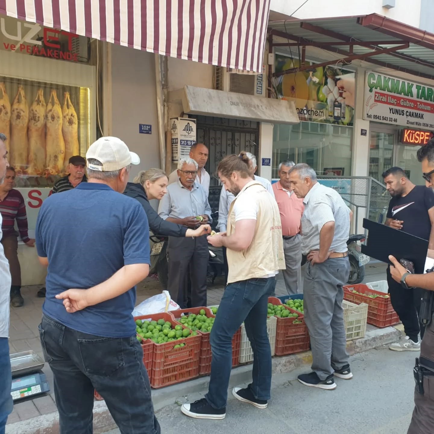 Aydın’da Ilekler Tezgaha Çıktı