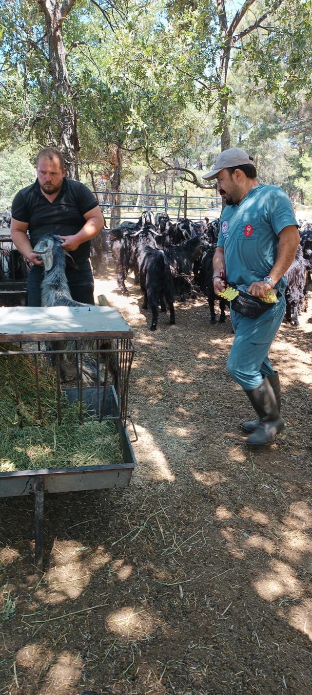 Aydın’da Küçükbaş Hayvanlar Aşılanıyor-1