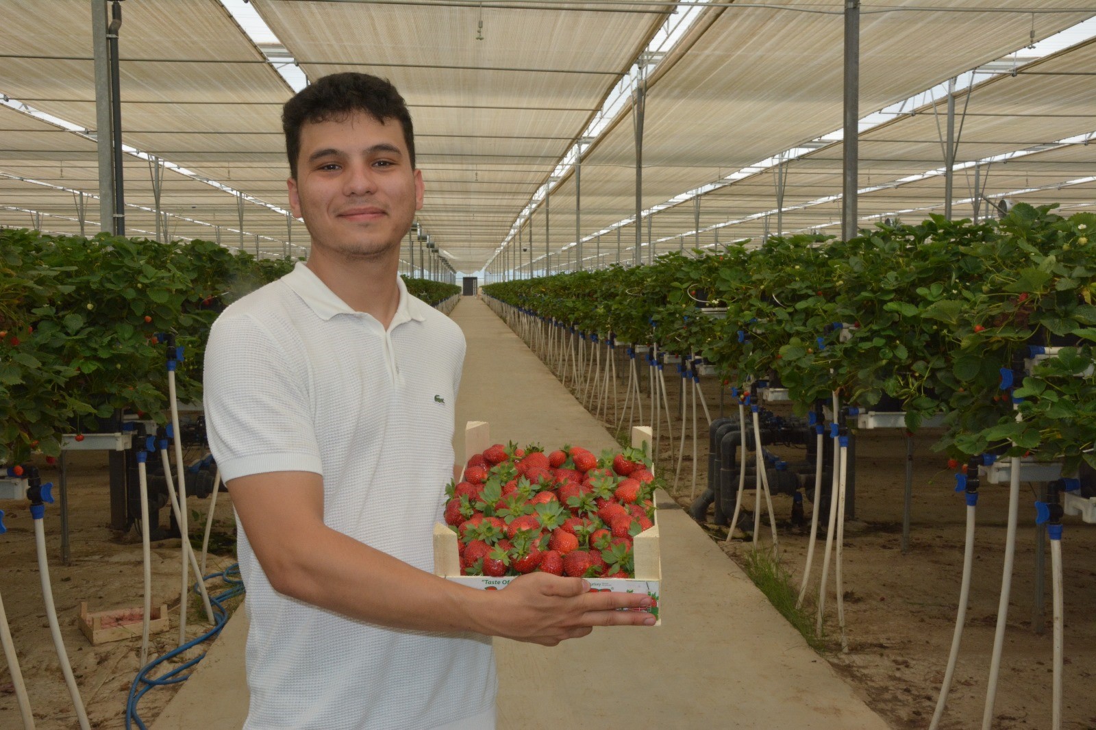 Aydın’da Tarım Ve Teknolojiyi Birleştirdi, 28 Dönümde Üretim Yapıyor (2)