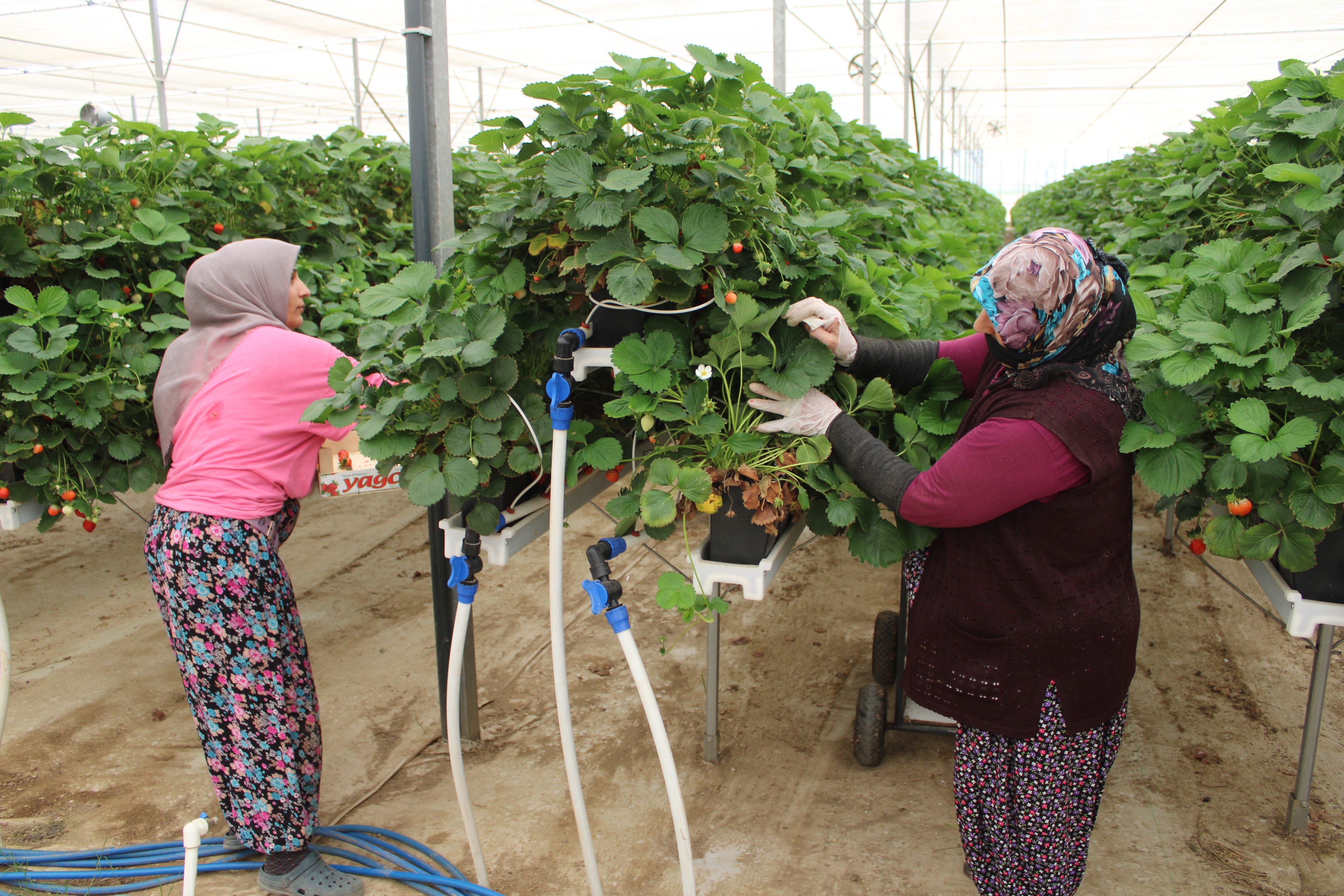 Aydın’da Tarım Ve Teknolojiyi Birleştirdi, 28 Dönümde Üretim Yapıyor (4)