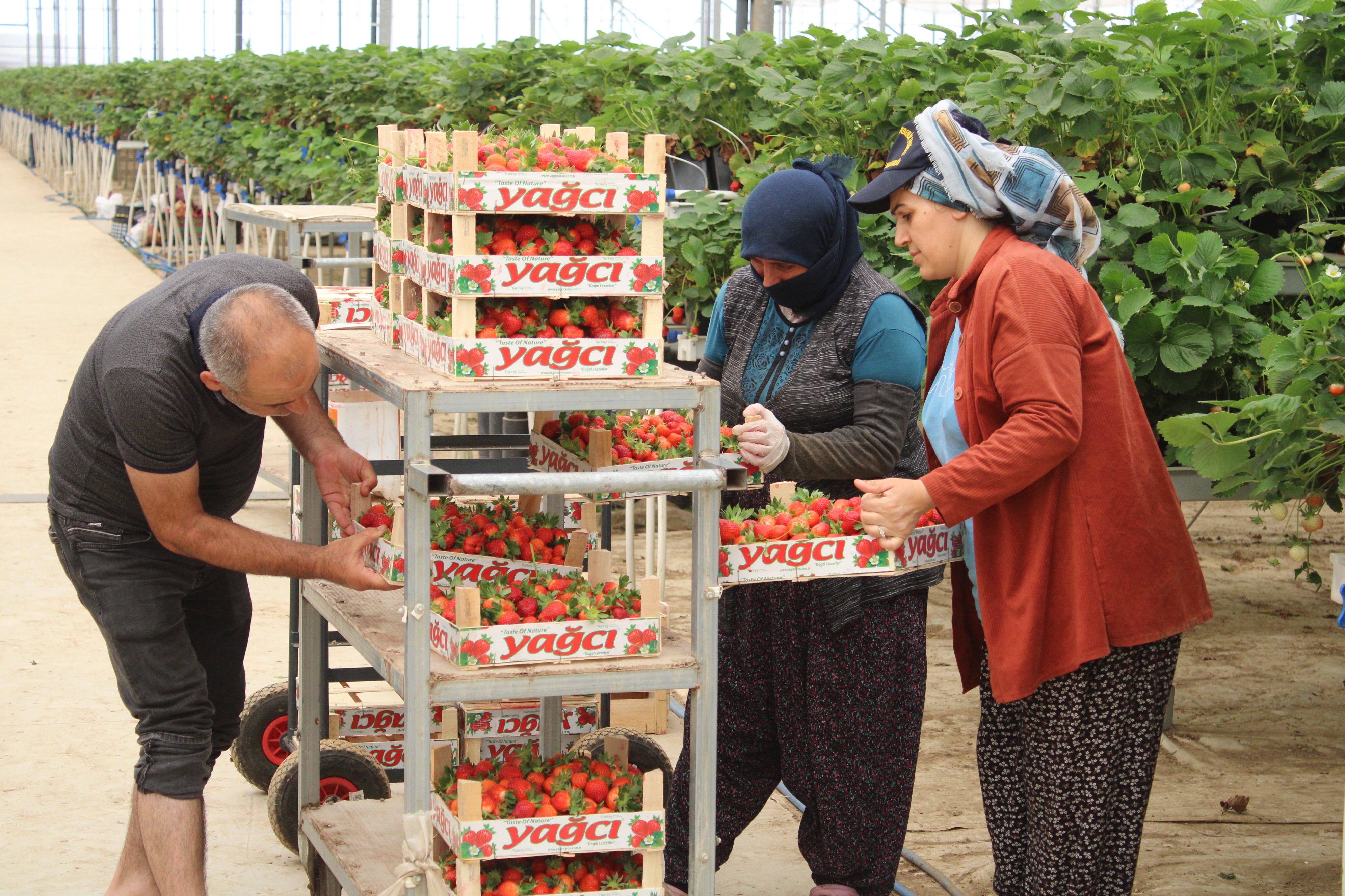 Aydın’da Tarım Ve Teknolojiyi Birleştirdi, 28 Dönümde Üretim Yapıyor (5)