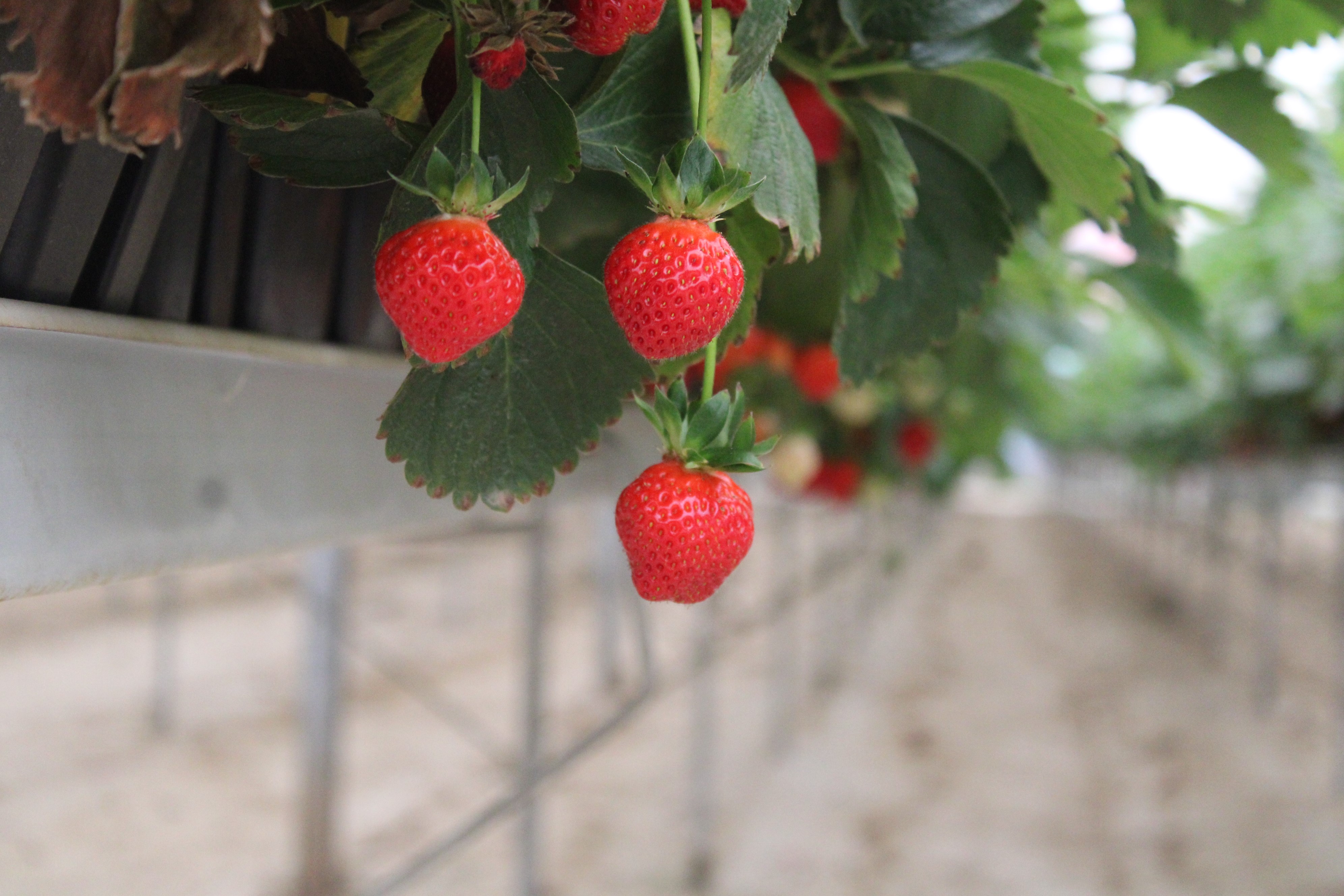 Aydın’da Tarım Ve Teknolojiyi Birleştirdi, 28 Dönümde Üretim Yapıyor (6)
