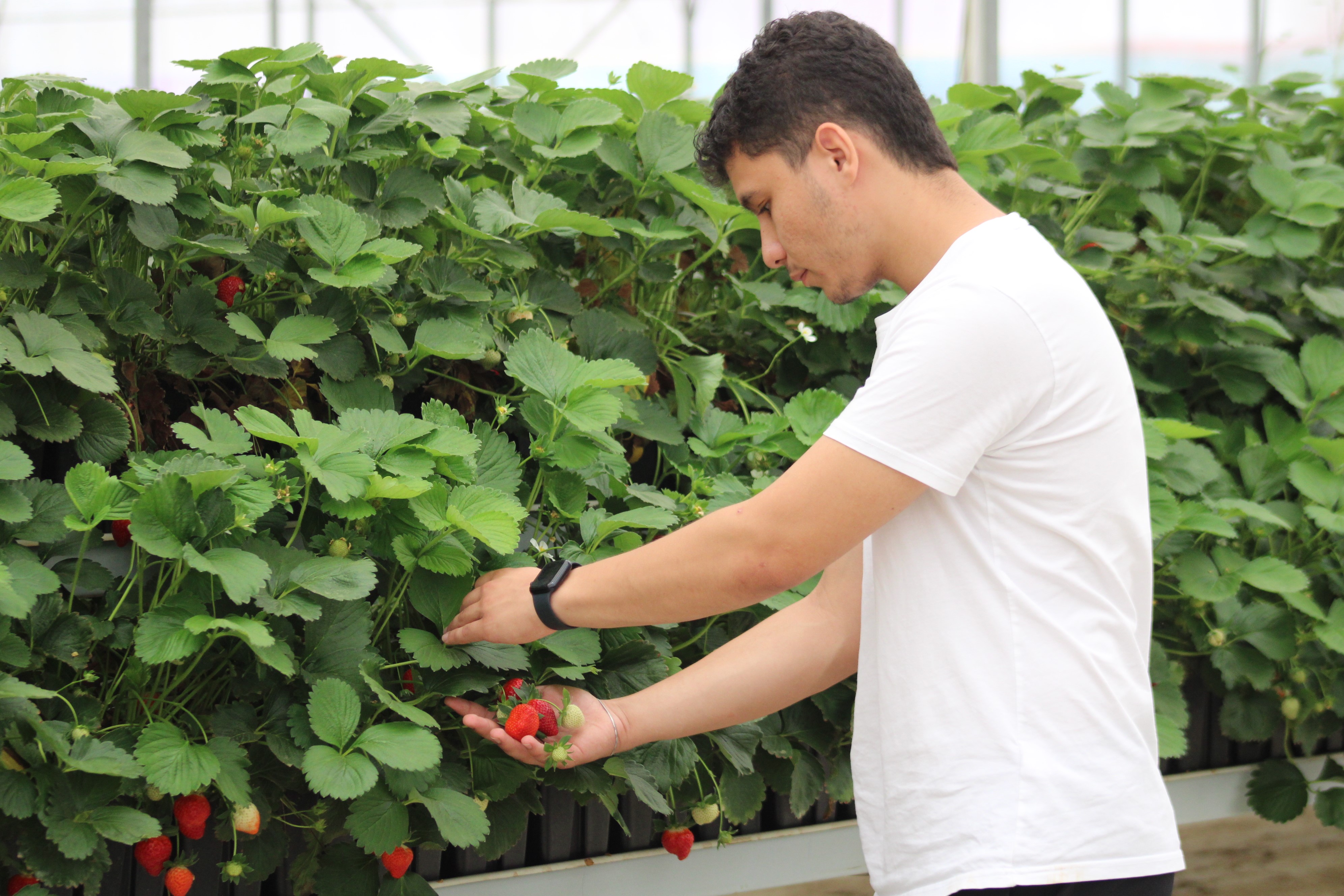 Aydın’da Tarım Ve Teknolojiyi Birleştirdi, 28 Dönümde Üretim Yapıyor (7)