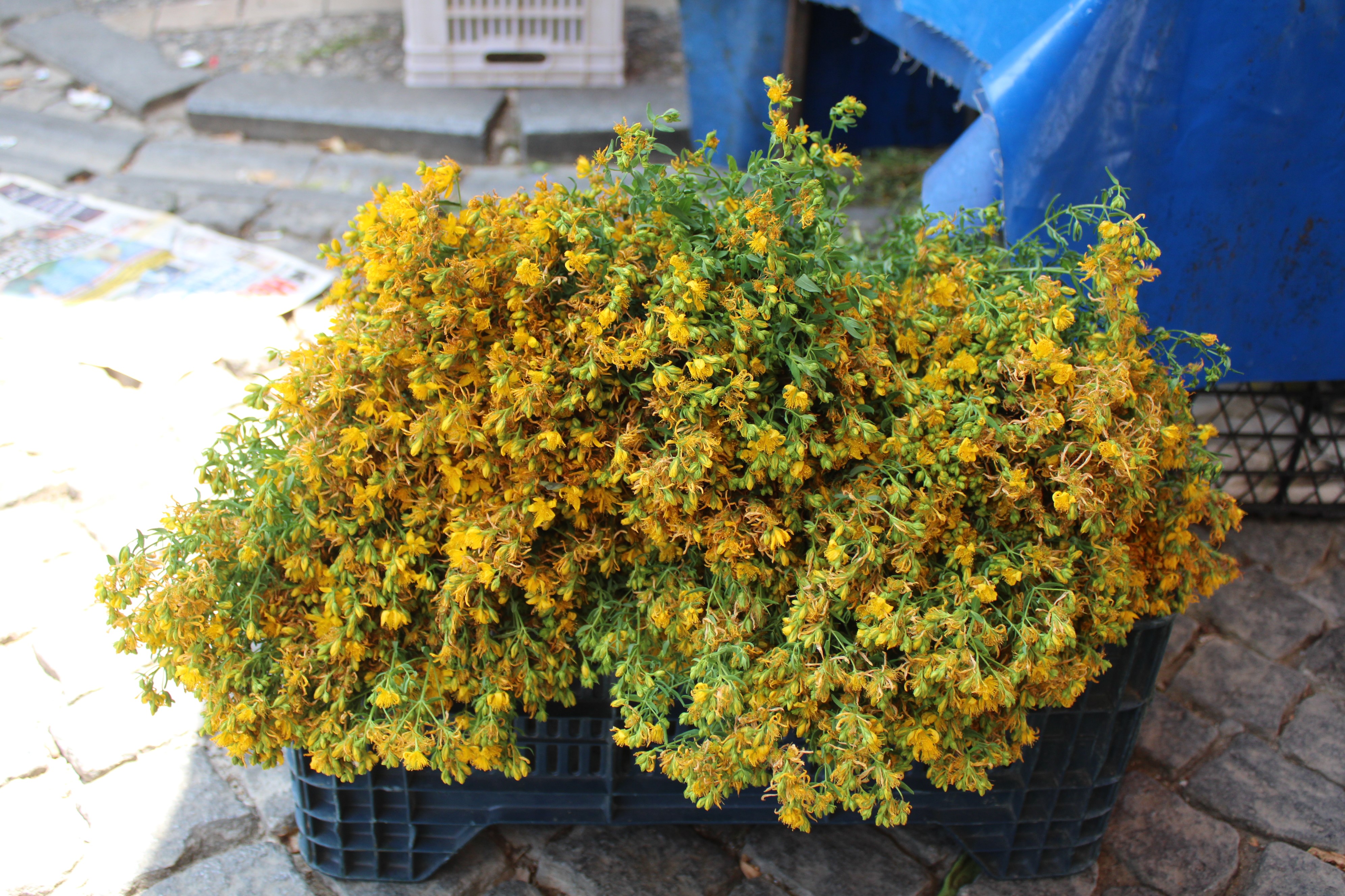 Aydın’da Tezgaha Çıktı, Hediye Değil Sağlık Için Satın Alınıyor (4)