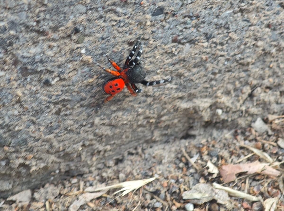 Aydın’da Uğur Böceği Örümceği Görüldü (2)