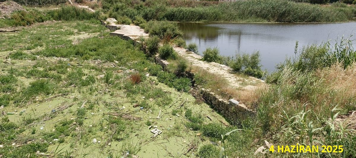 Aydın’daki Köprü Yeşillendi (2)