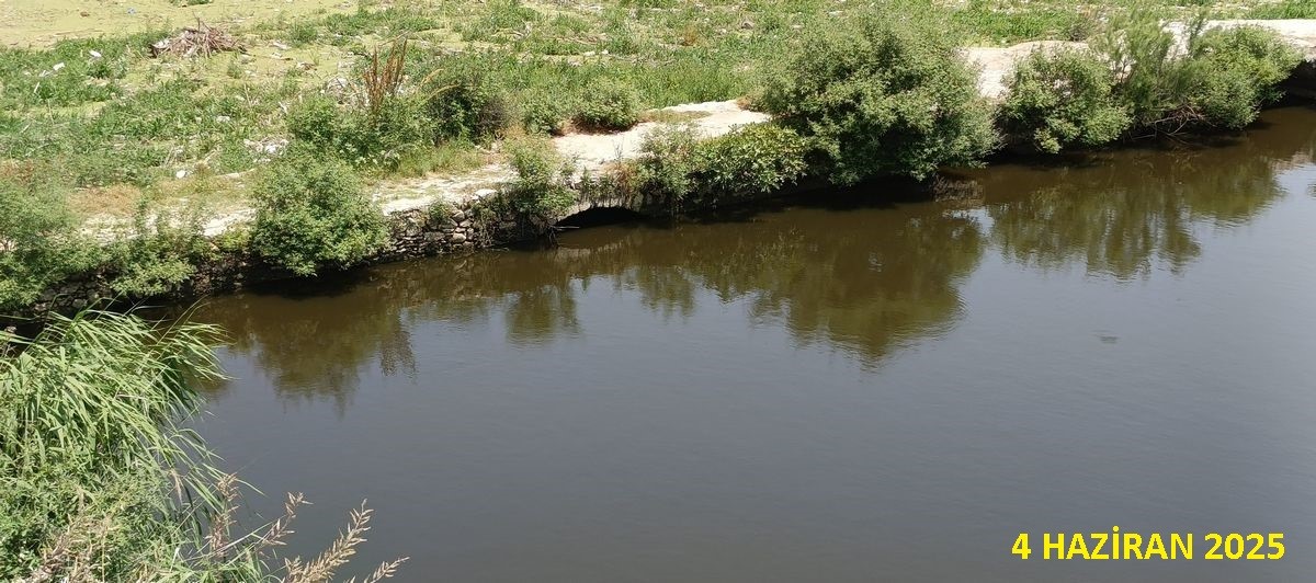 Aydın’daki Köprü Yeşillendi (4)