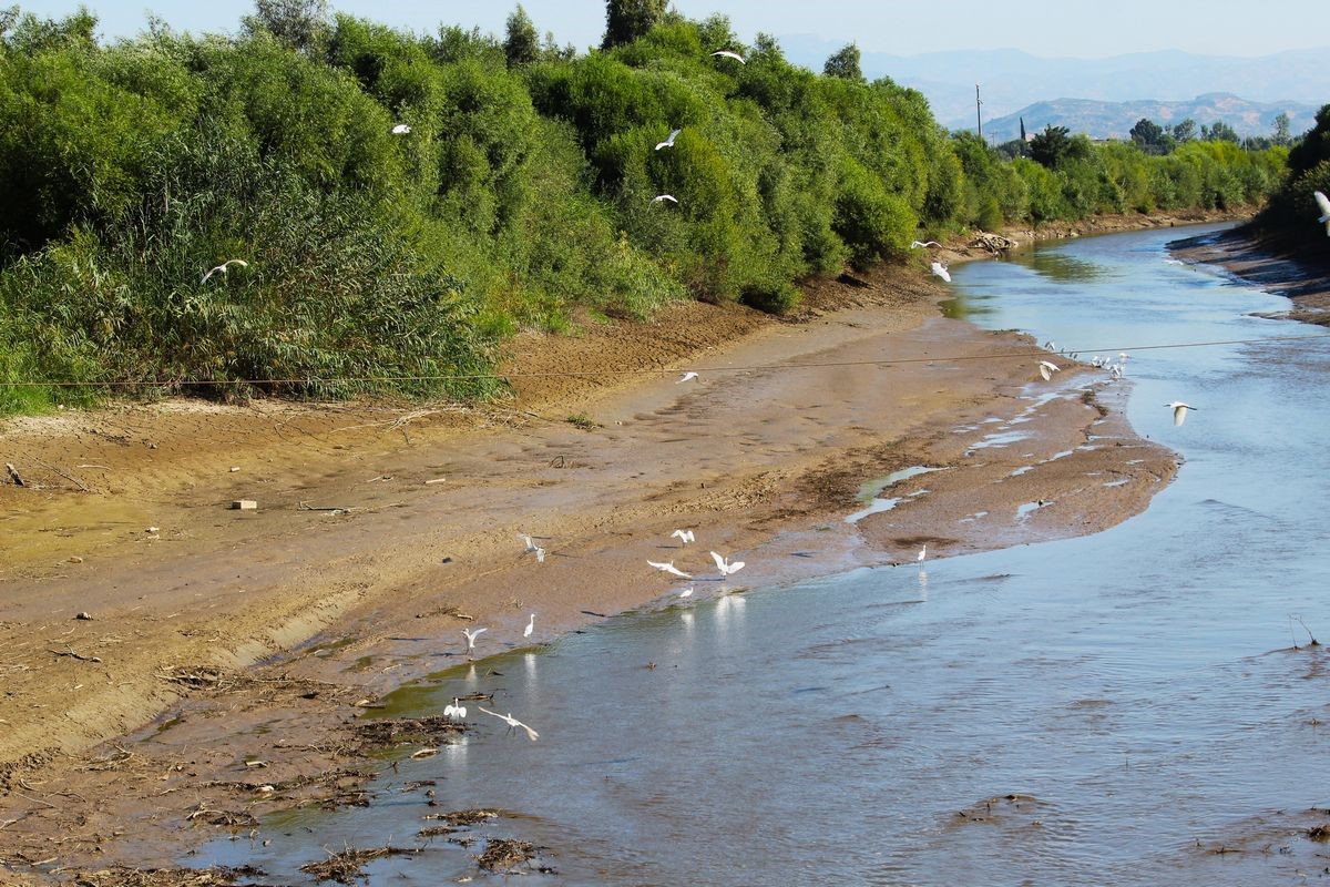 Aydın’daki Köprü Yeşillendi (6)