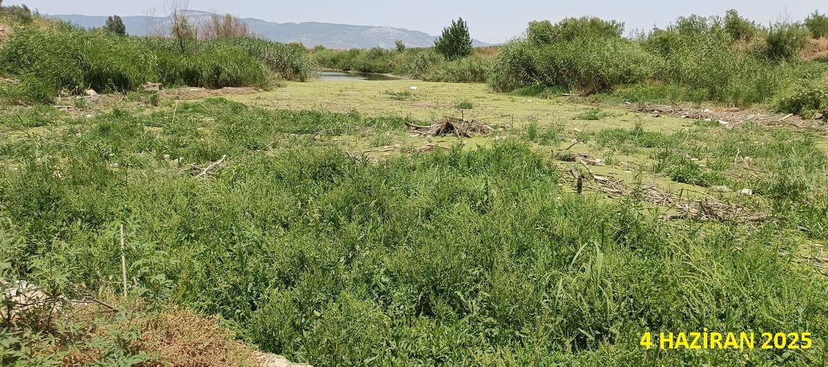 Aydın’daki Köprü Yeşillendi (7)