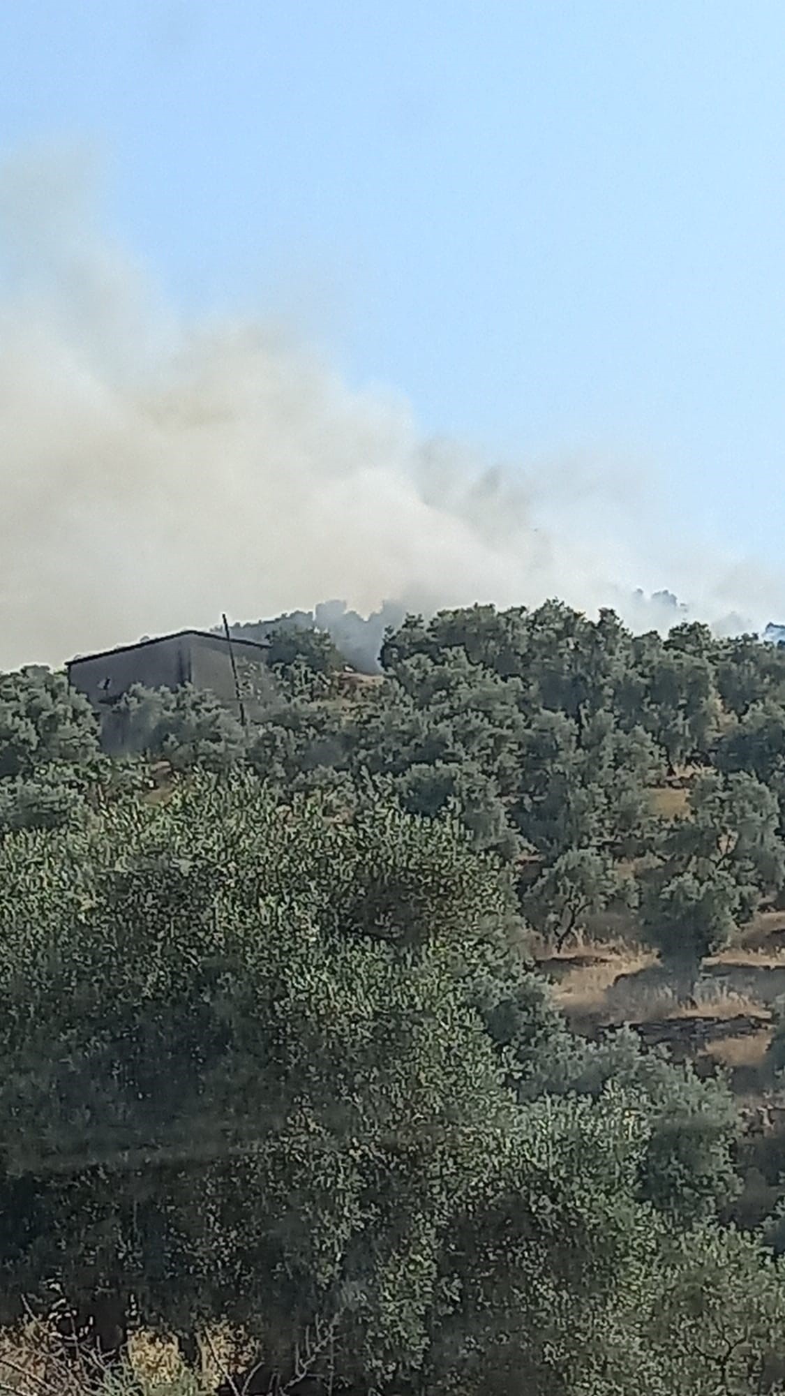 Aydın’daki Zeytinlik Yangını Korkuttu (2)