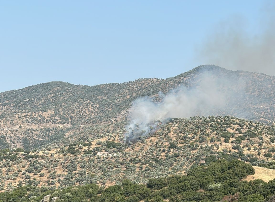 Aydın’daki Zeytinlik Yangını Korkuttu