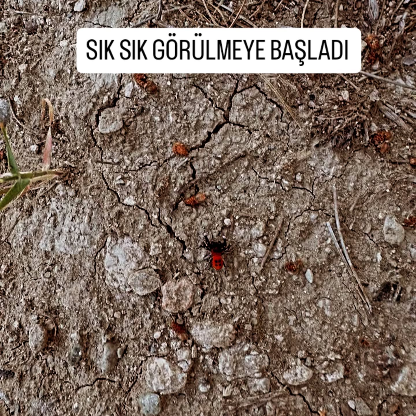 Ege'de Kırmızı Alarm