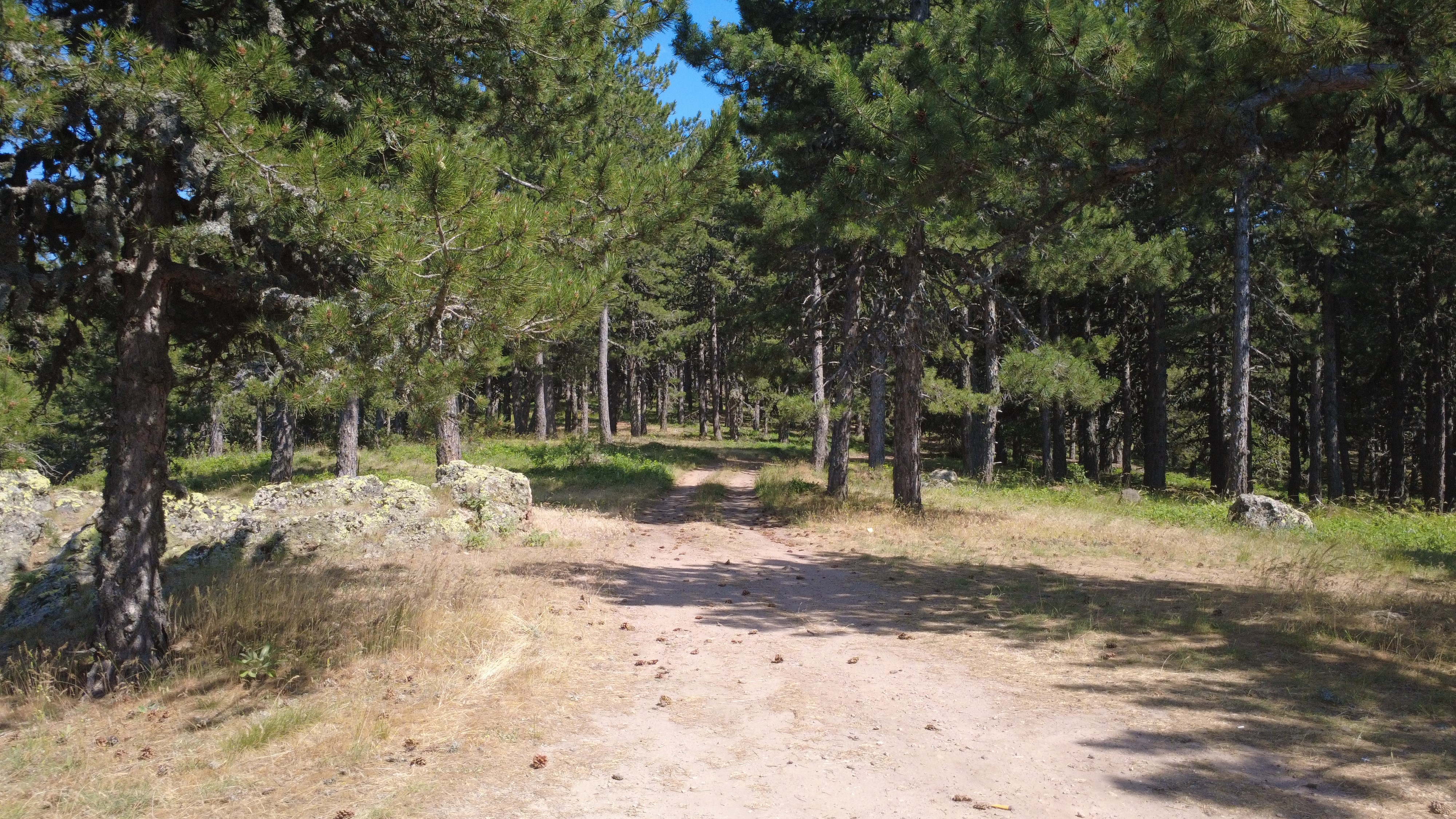 Gelin Uçtu Tescillendi (5)