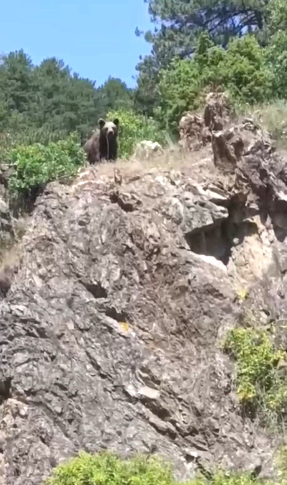 Gençler Ayıyla Karşılaştı (2)