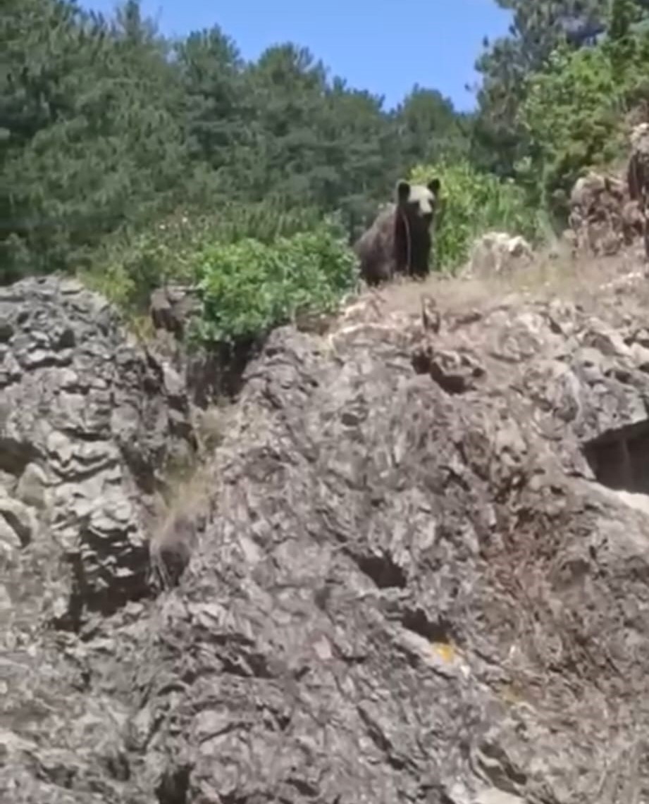 Gençler Ayıyla Karşılaştı