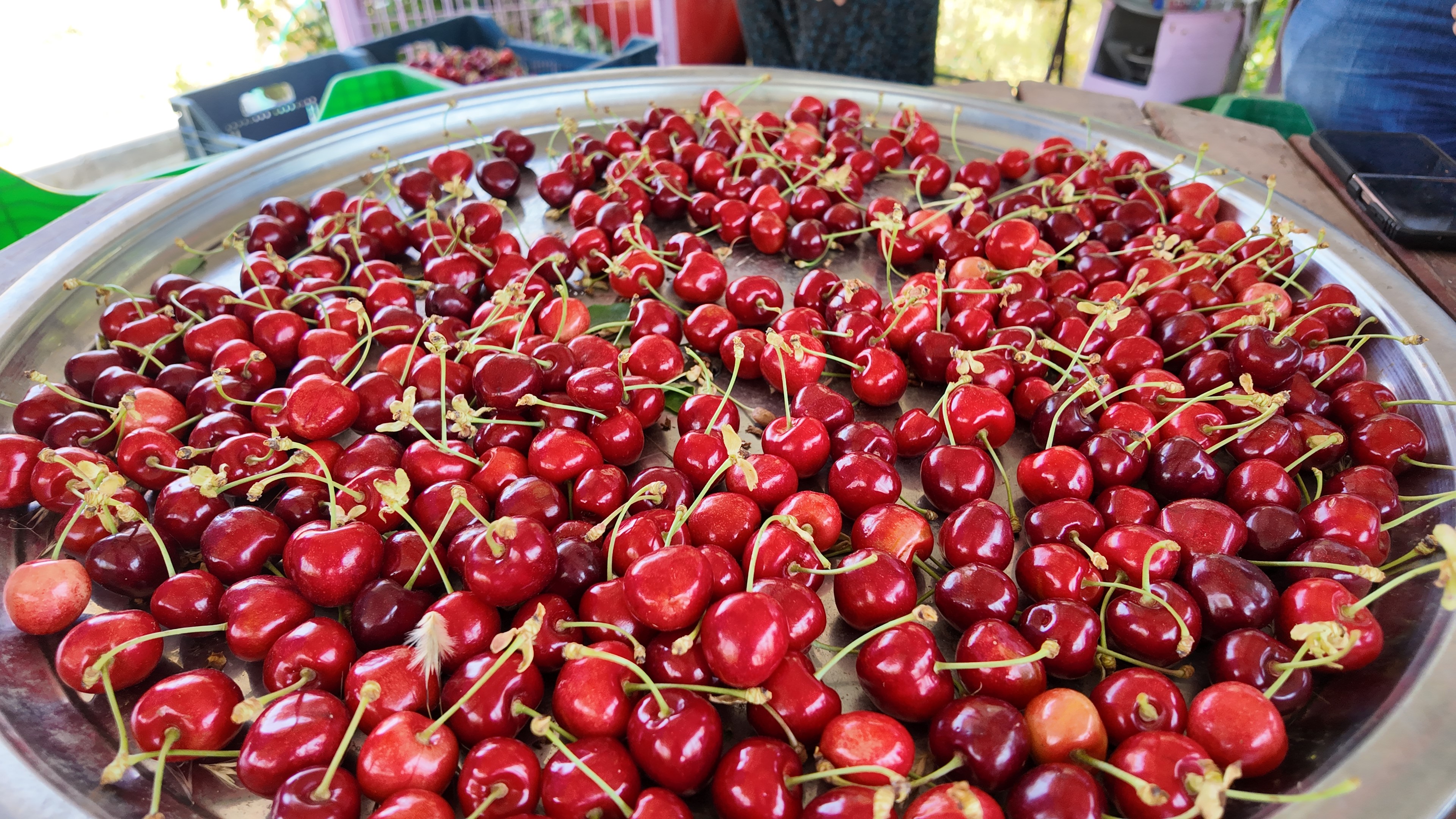 Kirazda Hasat Başladı (3)