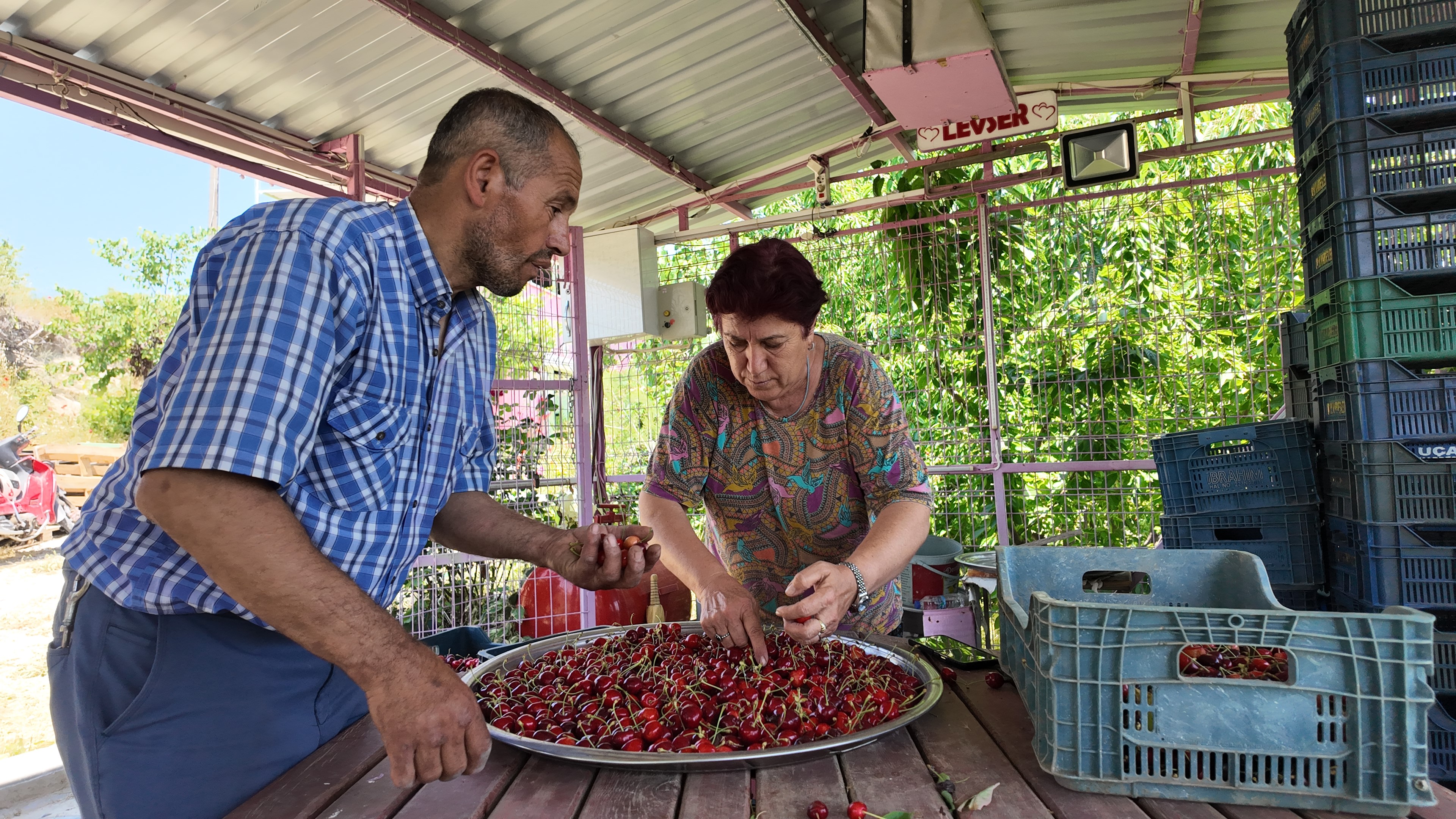 Kirazda Hasat Başladı (4)