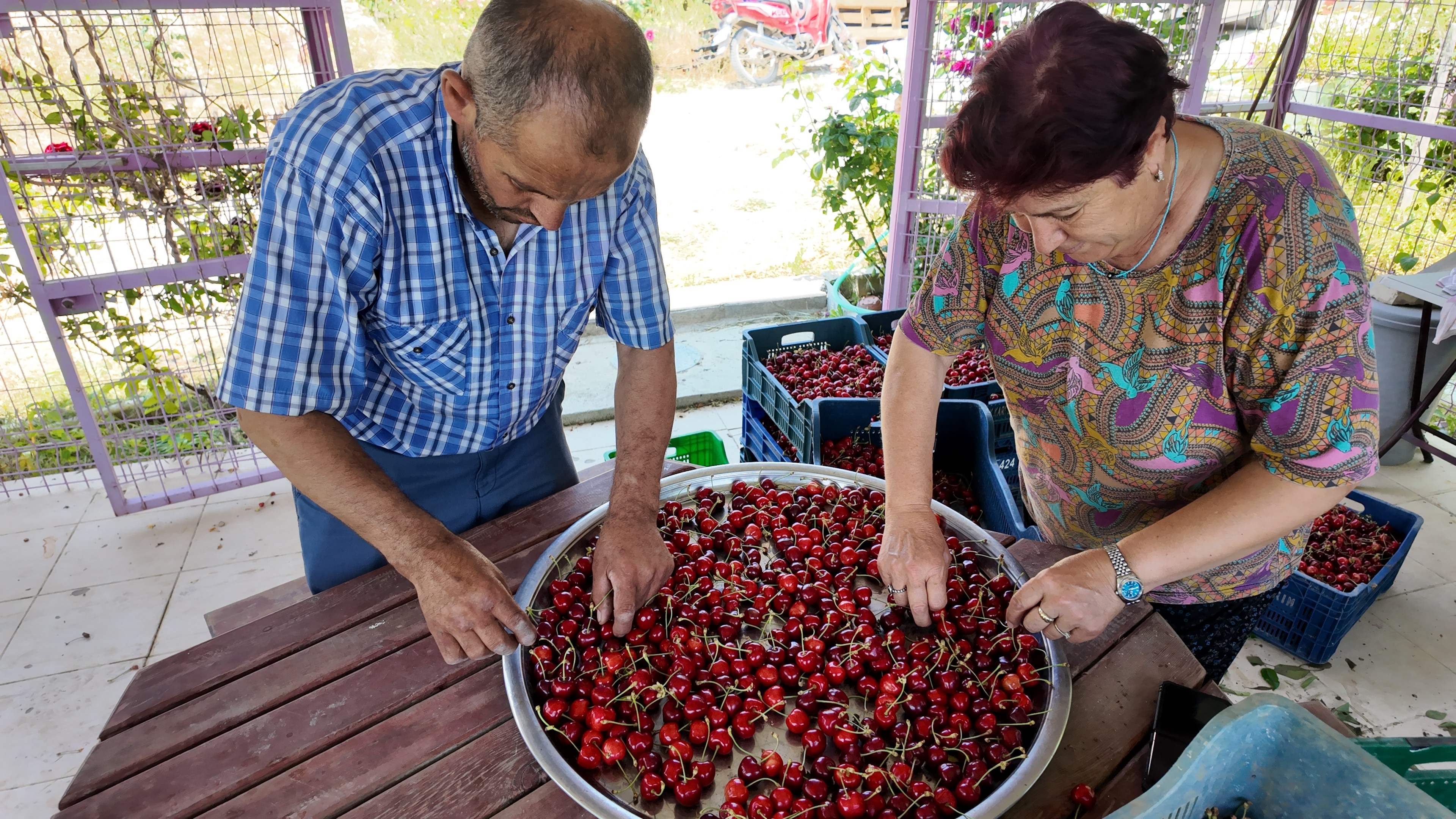 Kirazda Hasat Başladı (5)