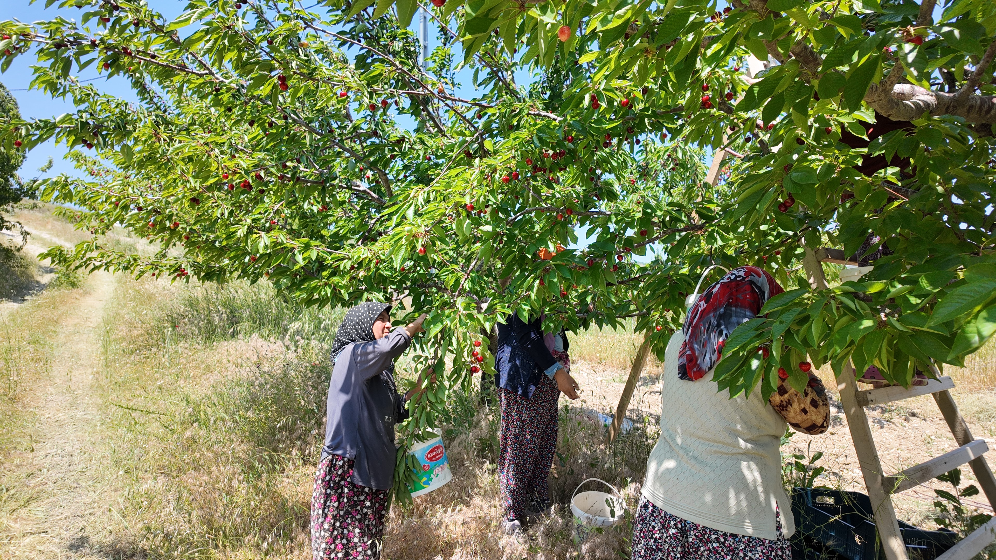 Kirazda Hasat Başladı (6)