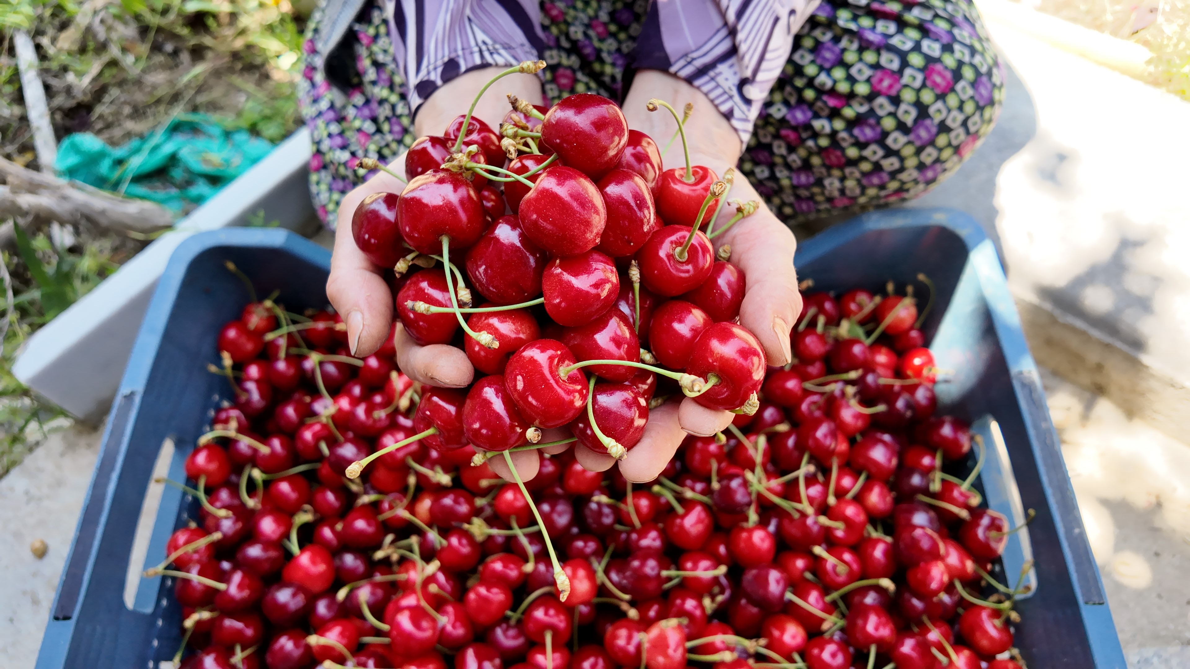 Kirazda Hasat Başladı (8)