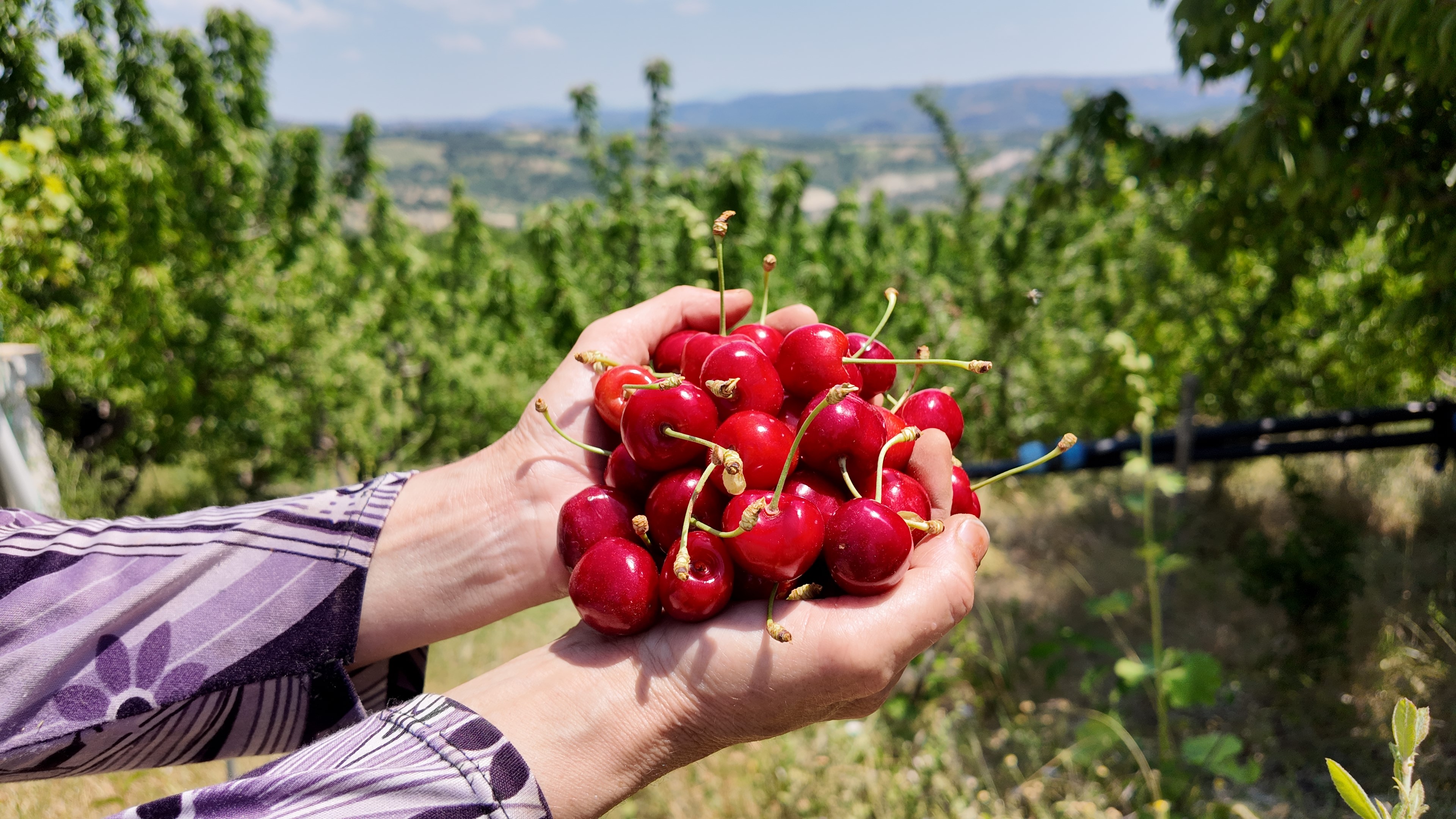 Kirazda Hasat Başladı (9)