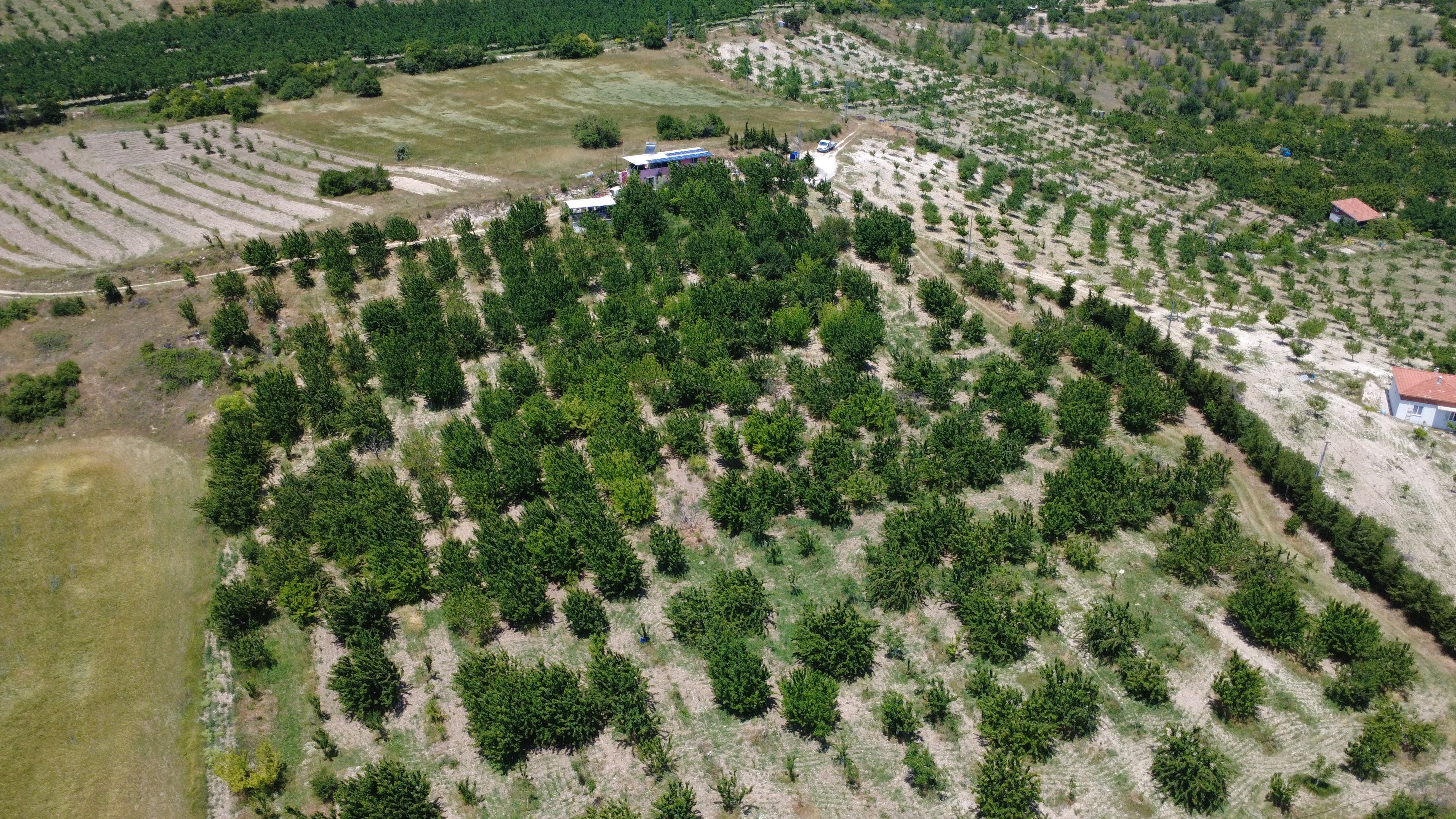 Kirazda Hasat Başladı