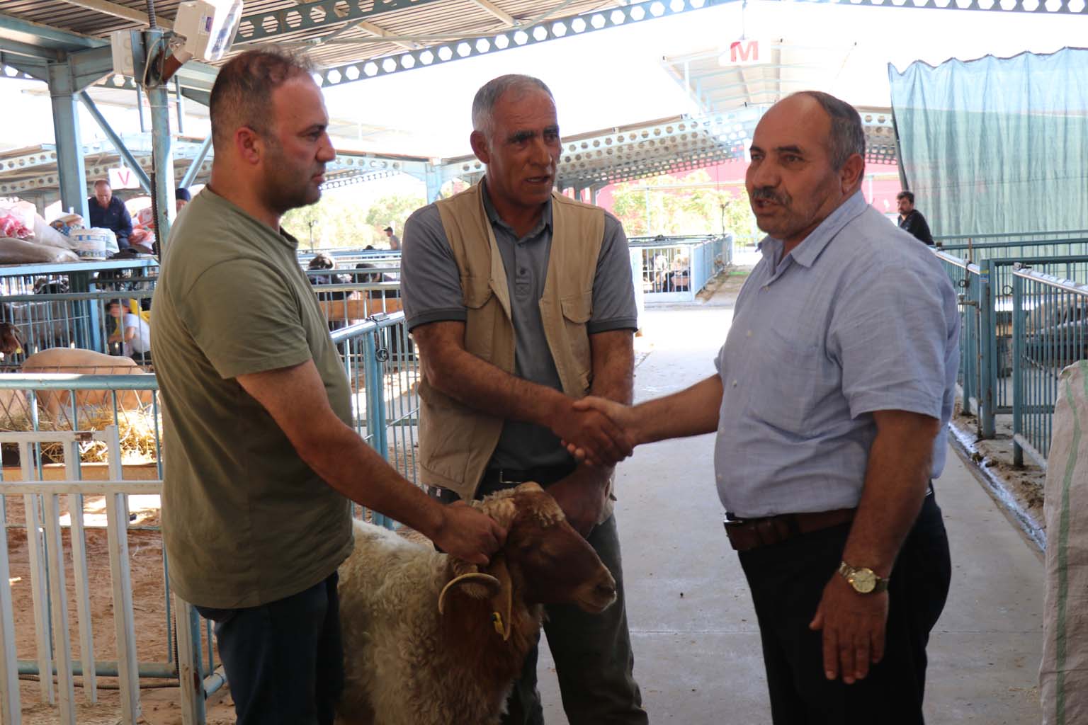 Kurbanlıkların Yanına Yaklaşılmıyor.. 24 Bin Liraya Koyun (2)